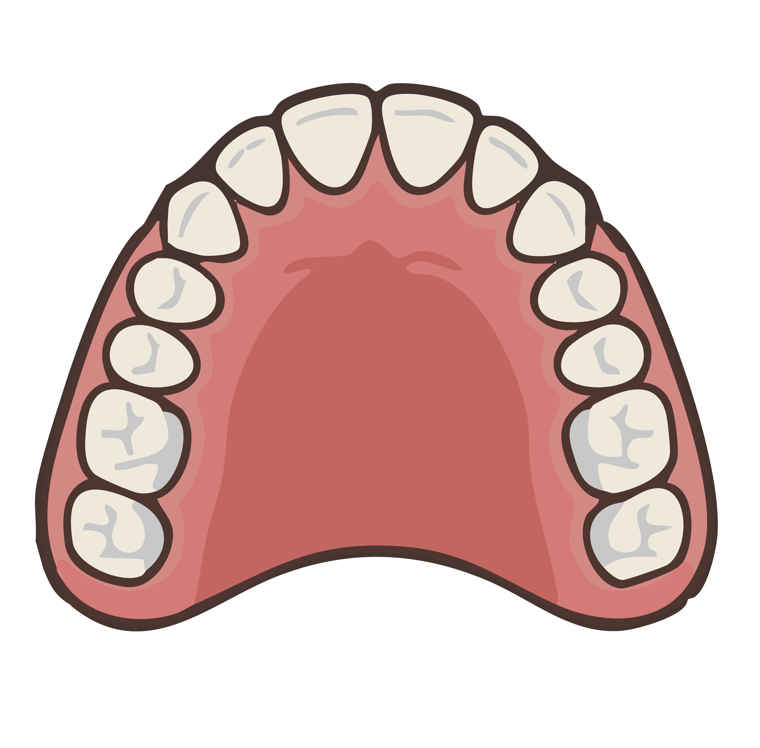 Digital illustration of the upper dental arch showing adult teeth and palate.