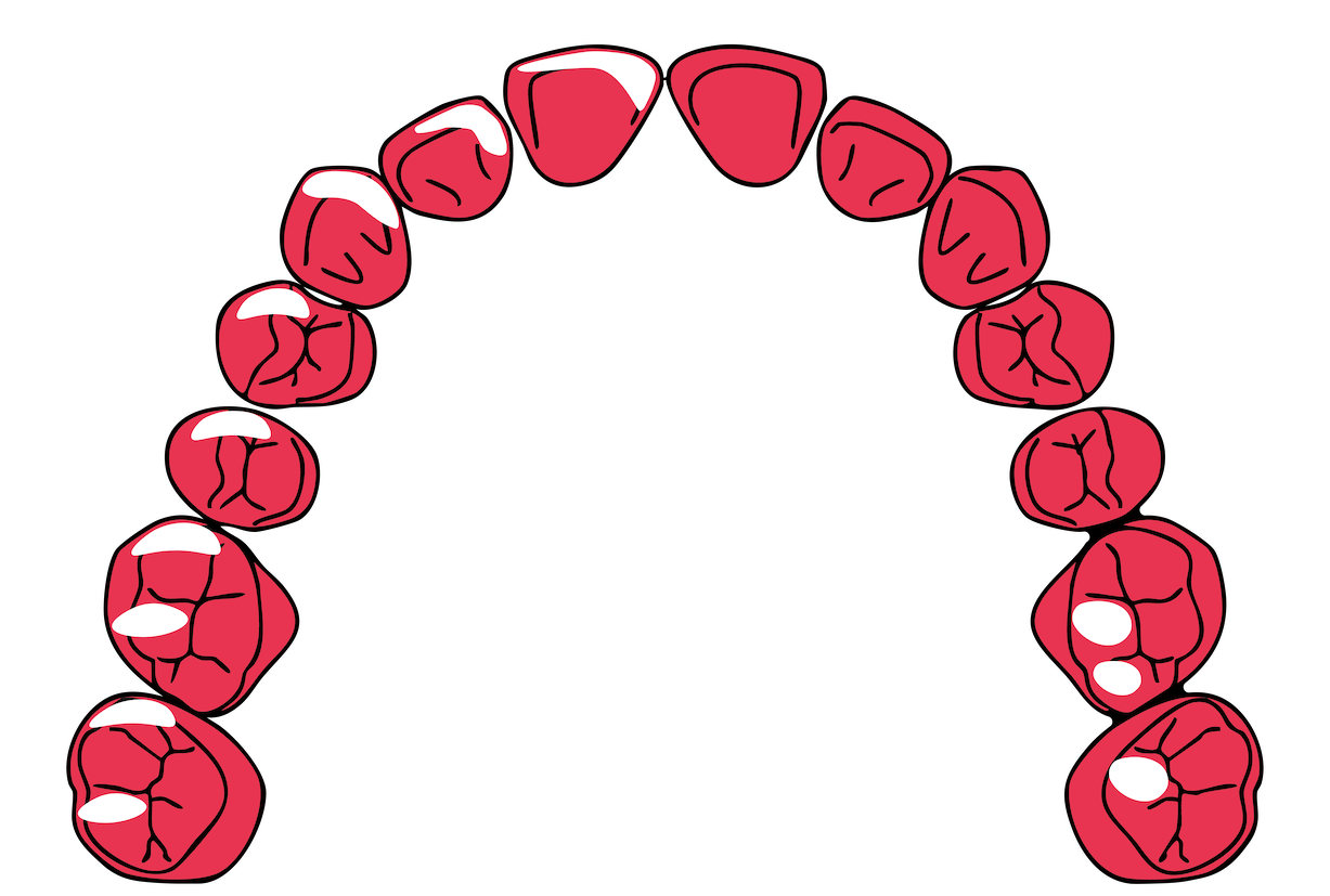 Illustration of human teeth in a semi-circle dental arch, showing different teeth in black outline and red color for the gums.
