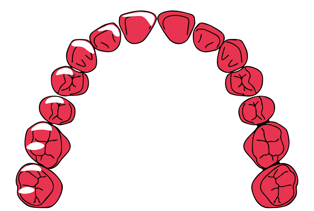 Illustration of human teeth with red gums, arranged in a semi-circle on a black background.