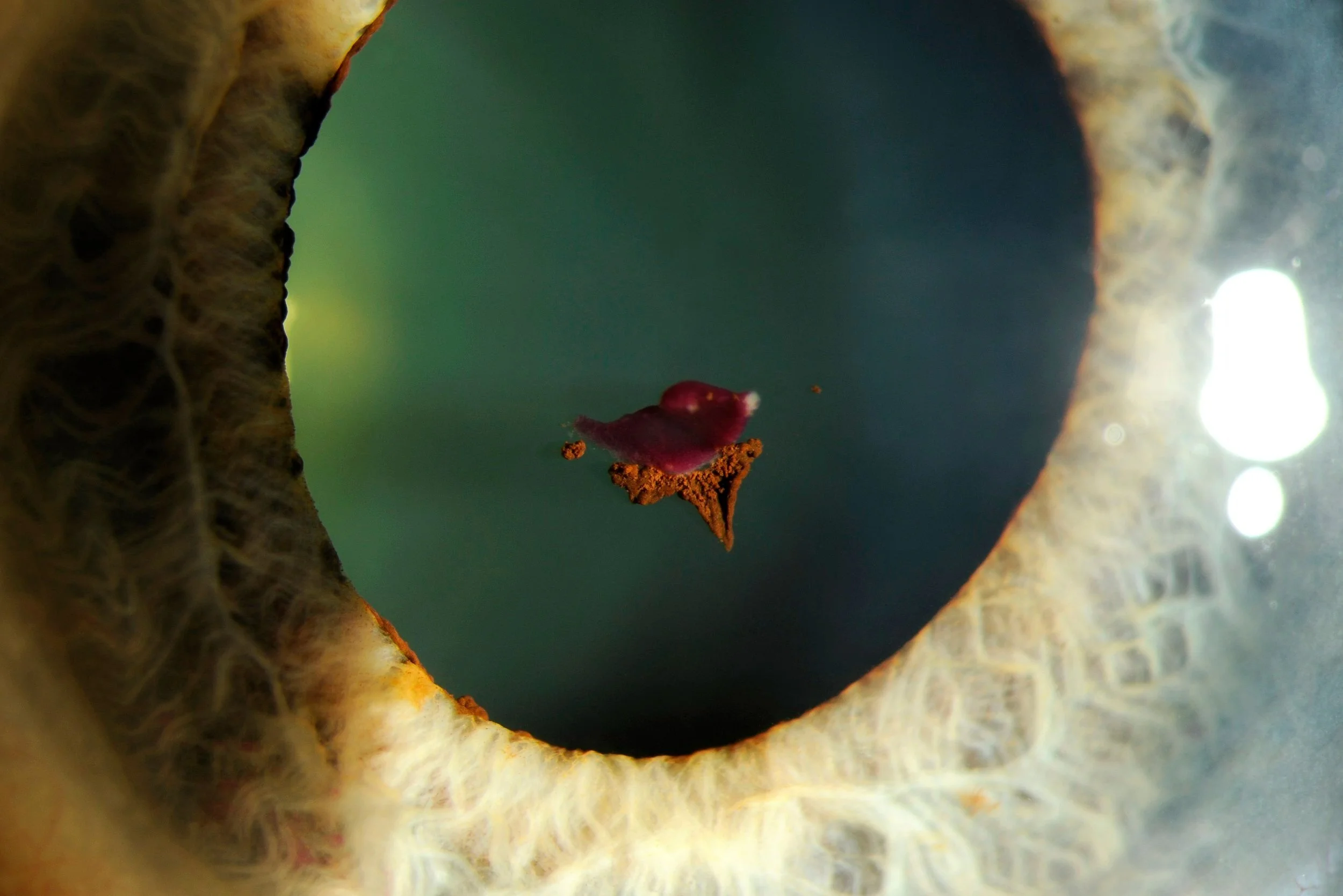 Close-up of the inside of a fruit or vegetable, showing textured inner flesh with a small, dark red seed or object in the center.