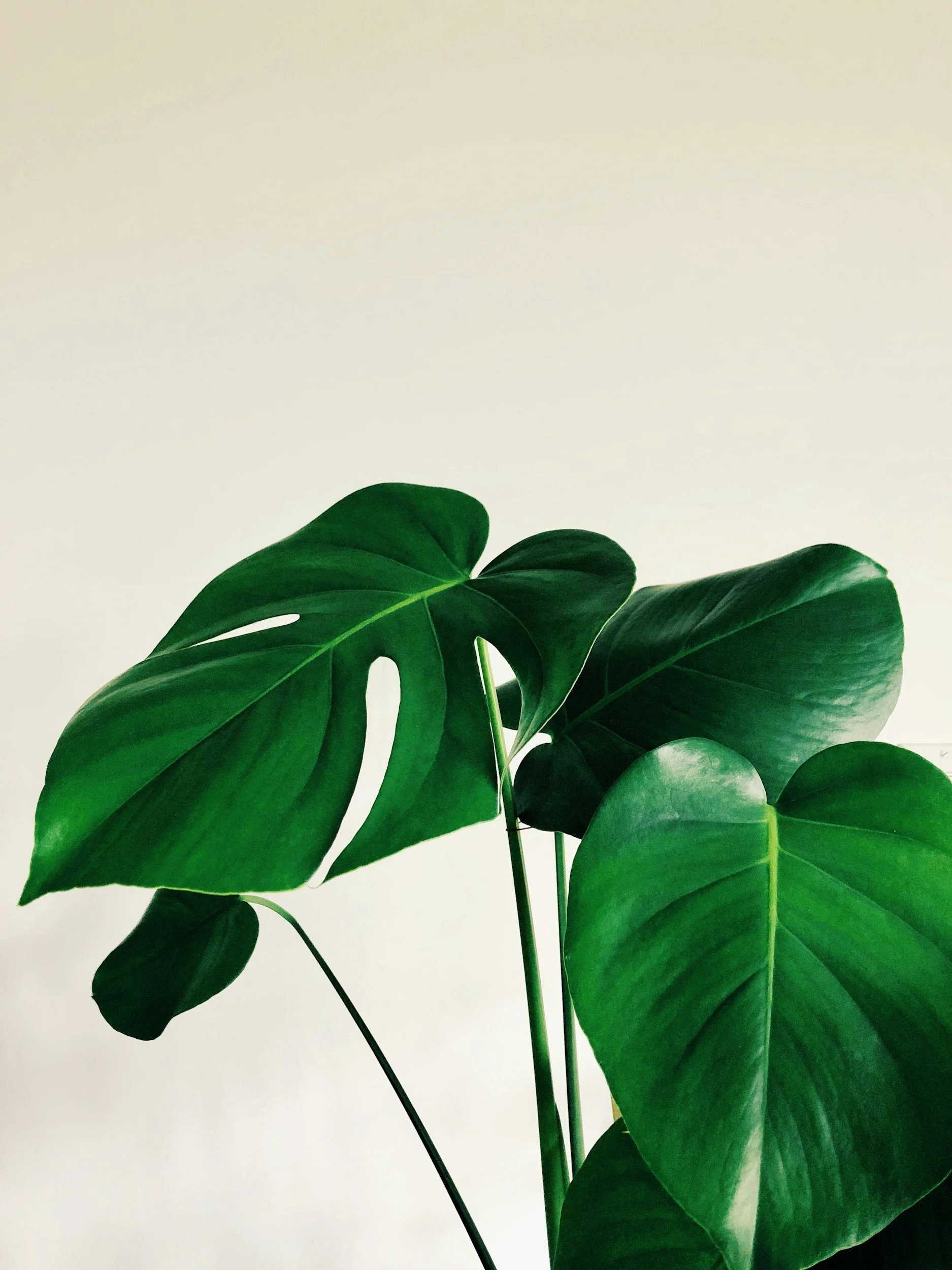 Close-up of several large green monstera leaves against a plain, light-colored background.