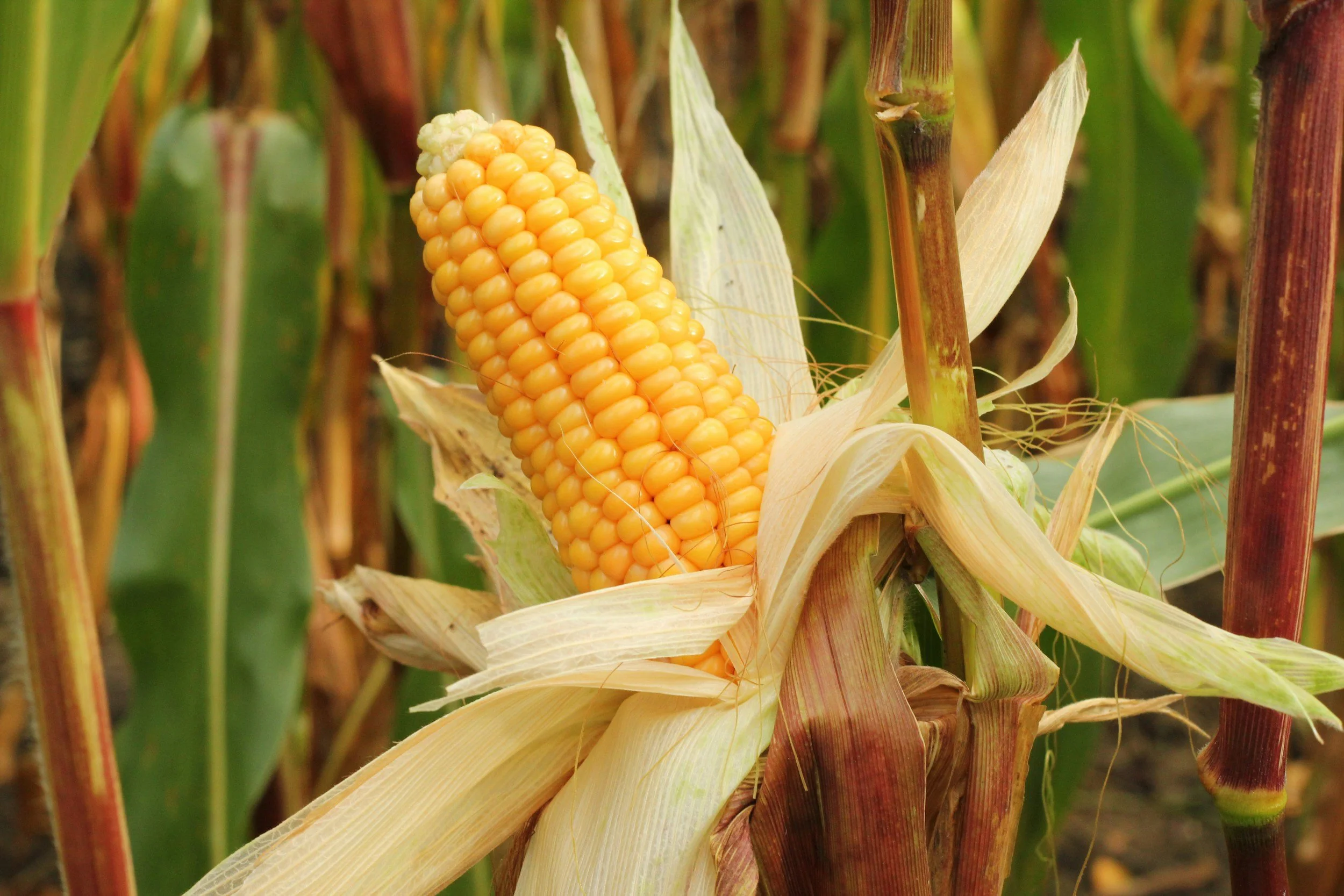 Everybody wants the sweet corn