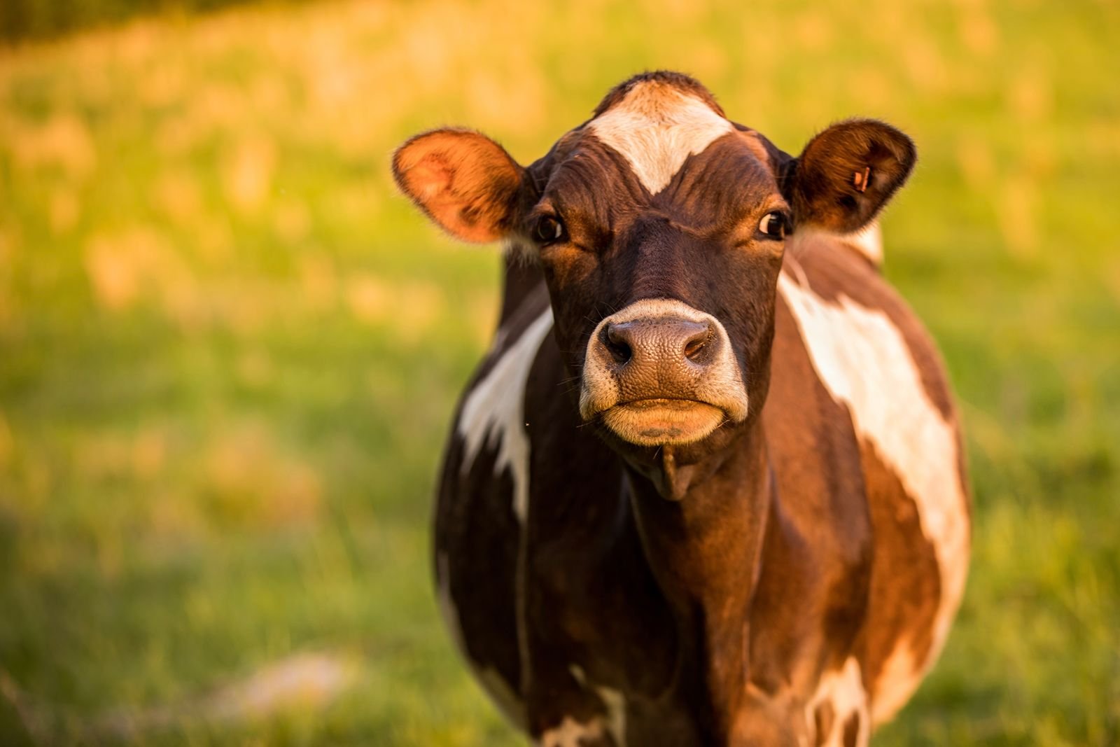 There’s more to a grass-fed dairy cow than grass