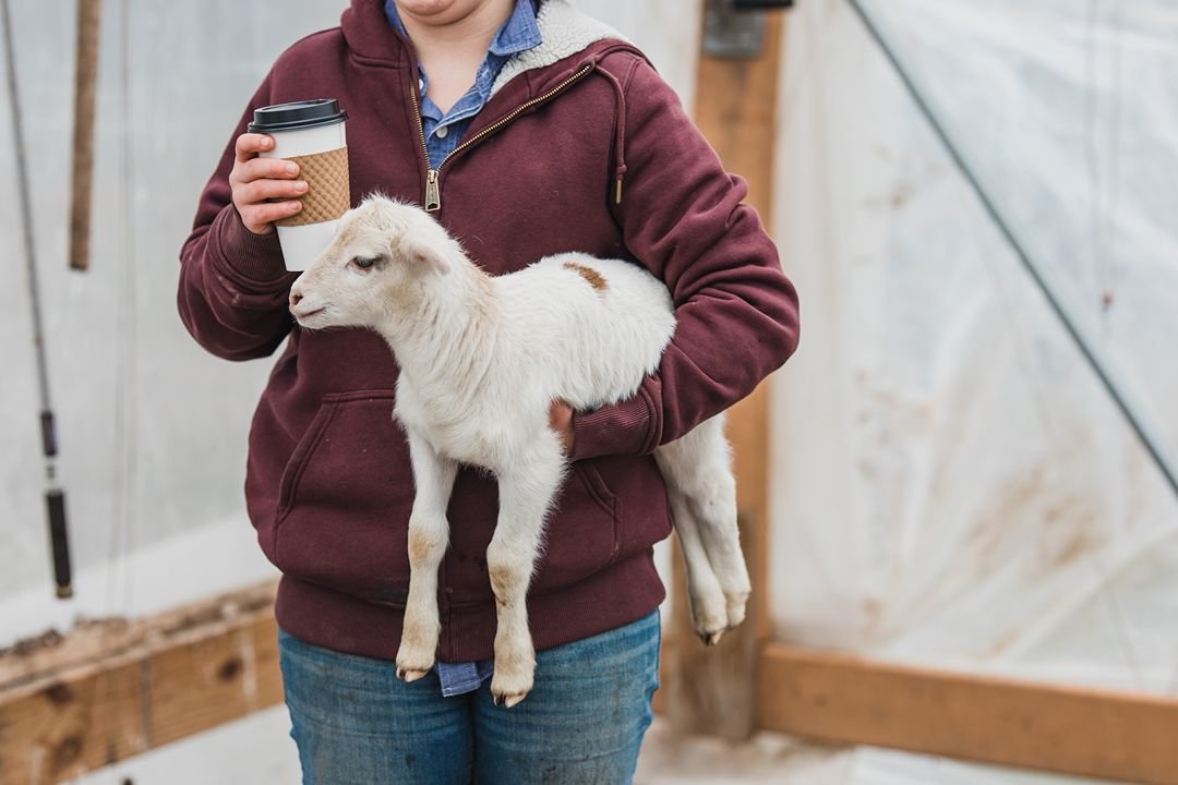 Person in maroon hoodie holding a small white goat and a coffee cup inside a barn or greenhouse.