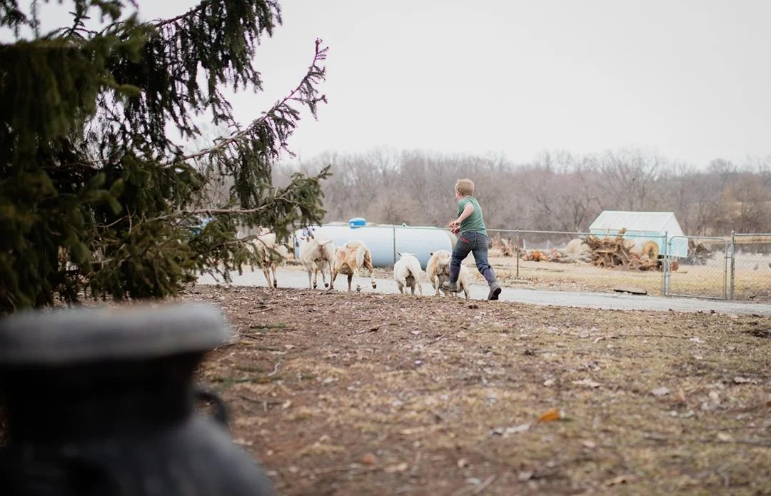 Boy herding a small flock of sheep on a farm with a fenced yard, trees, a water tank, and a shed in the background.