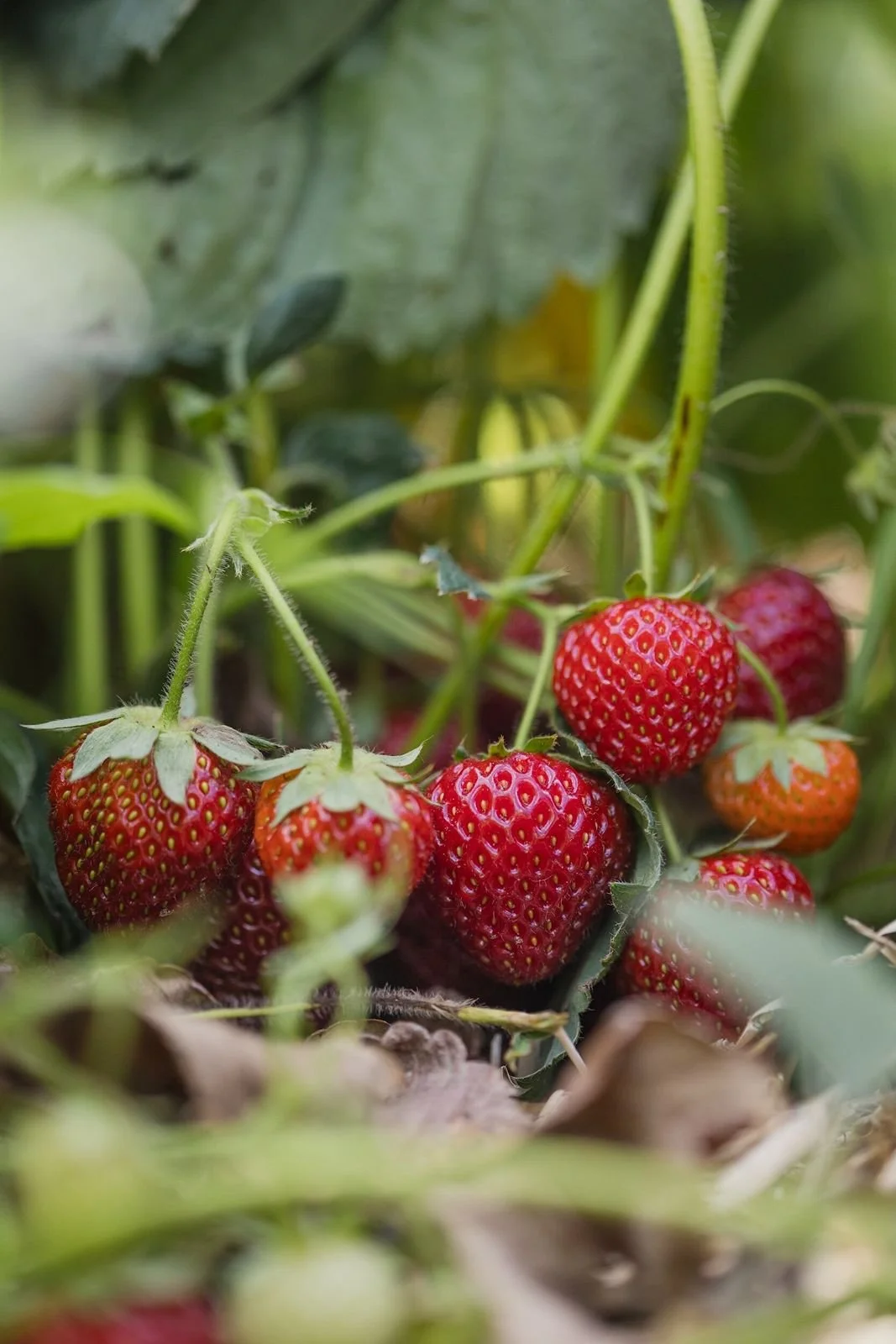 Close-up of ripe red strawberries growing on the plant among green leaves.
