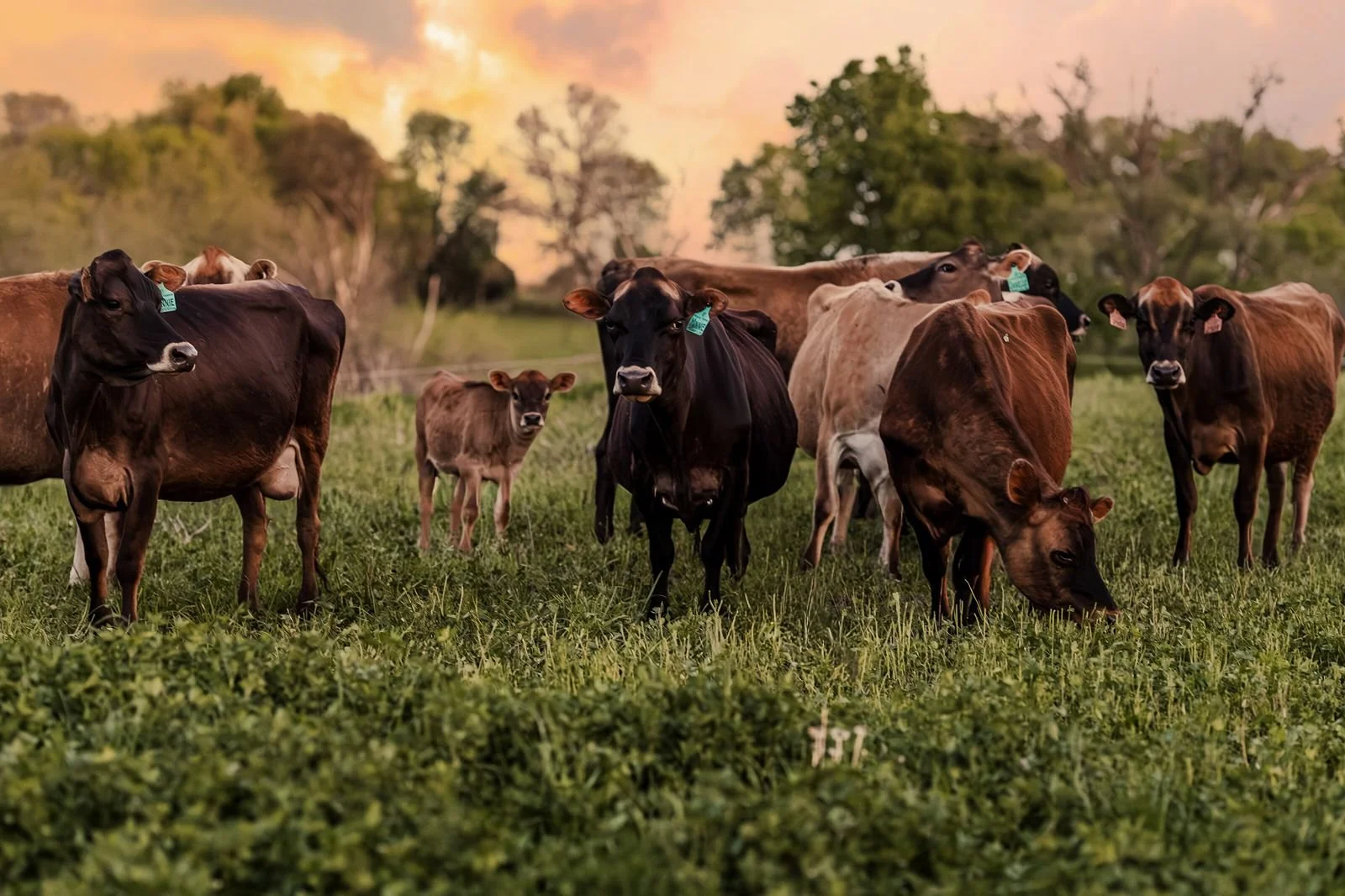 The 8 cows that accidentally started a farm