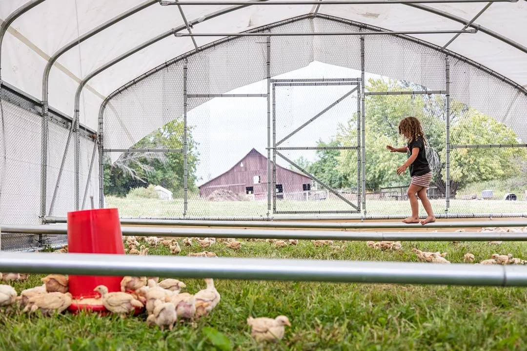 Young girl walking on a metal pipe inside a chicken coop with chicks on the grass below.