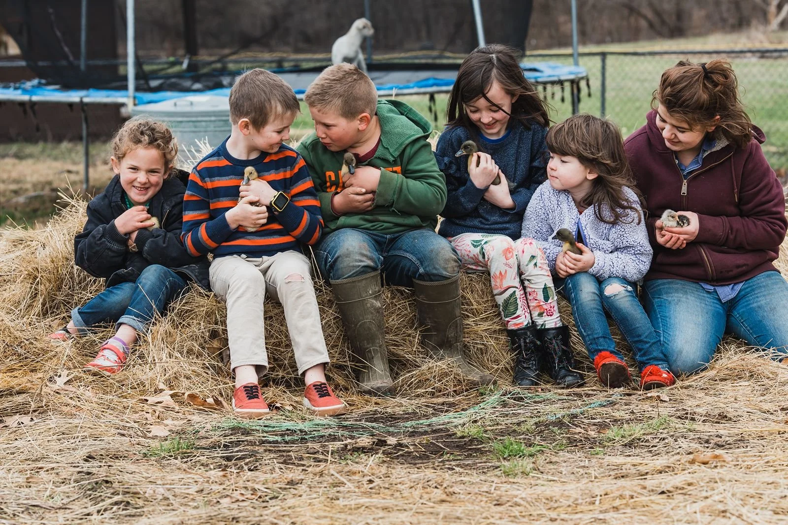 Six children sitting on hay bales outdoors, holding ducklings, with a lamb visible in the background.