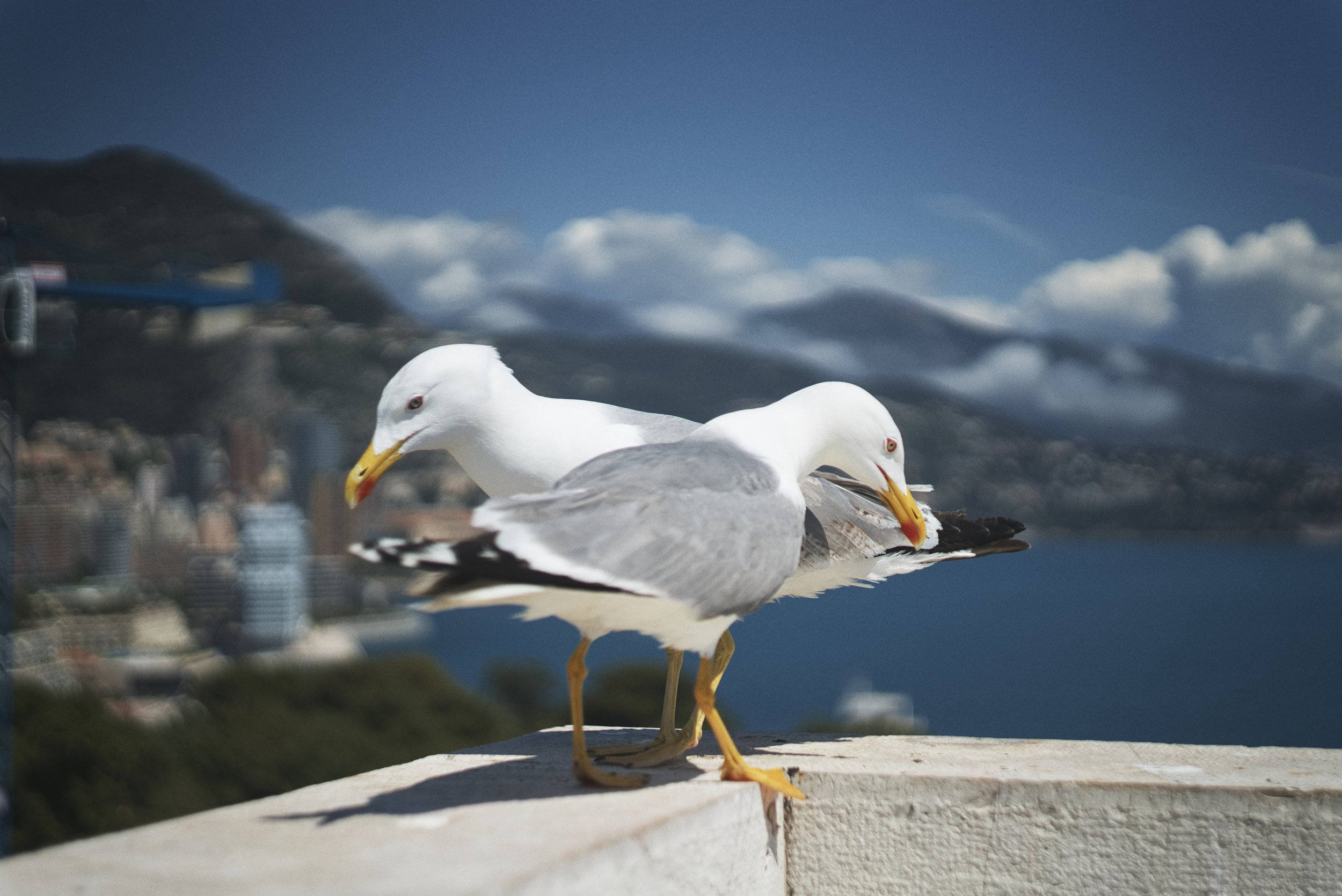 Monaco~4.jpeg