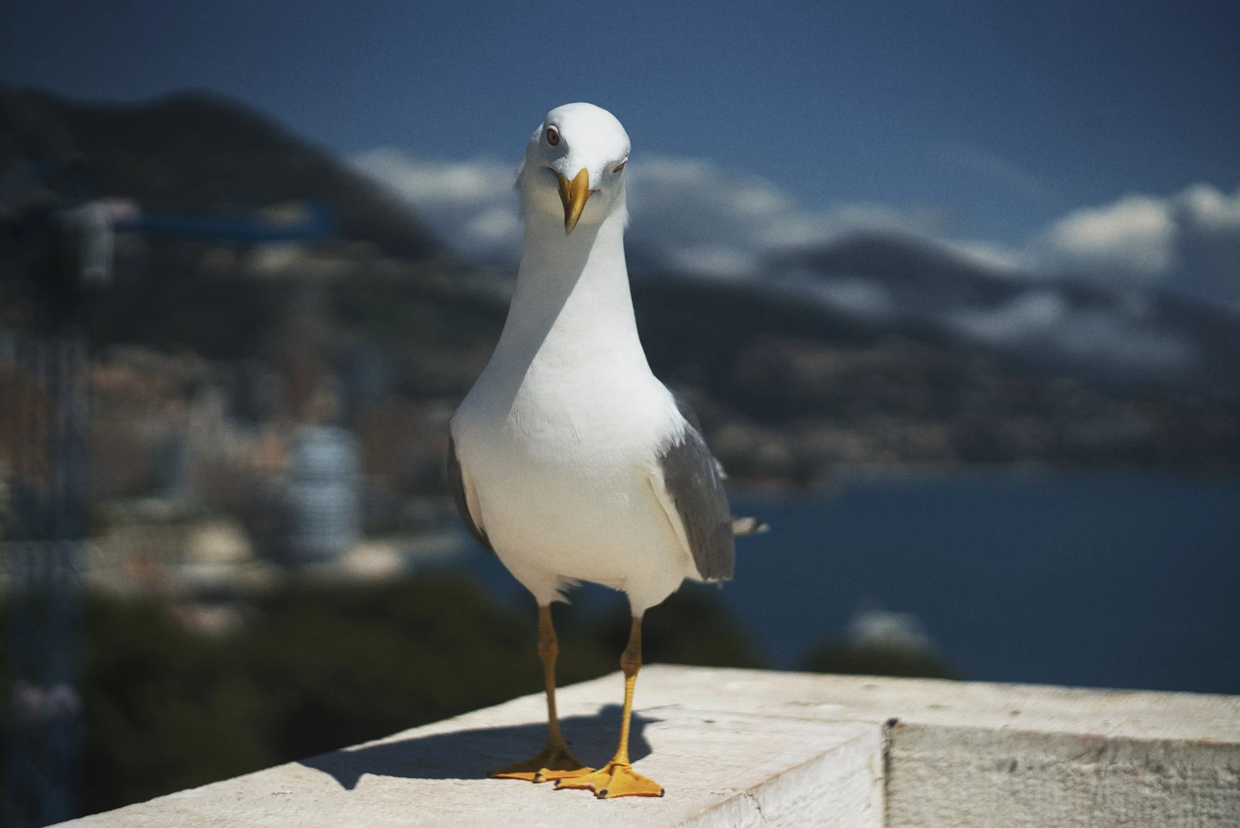 Monaco~3.jpeg