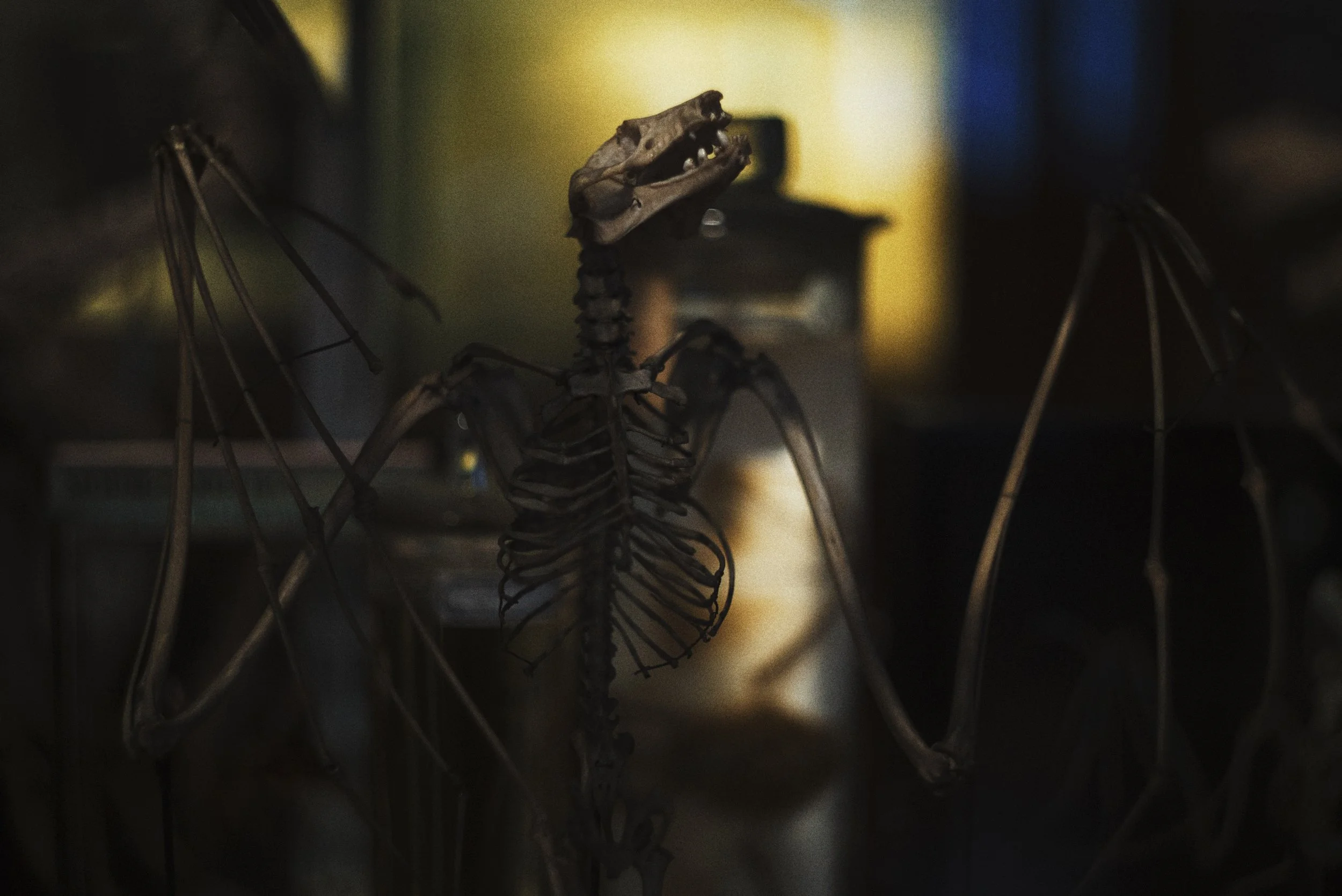 DSC00152.jpeg