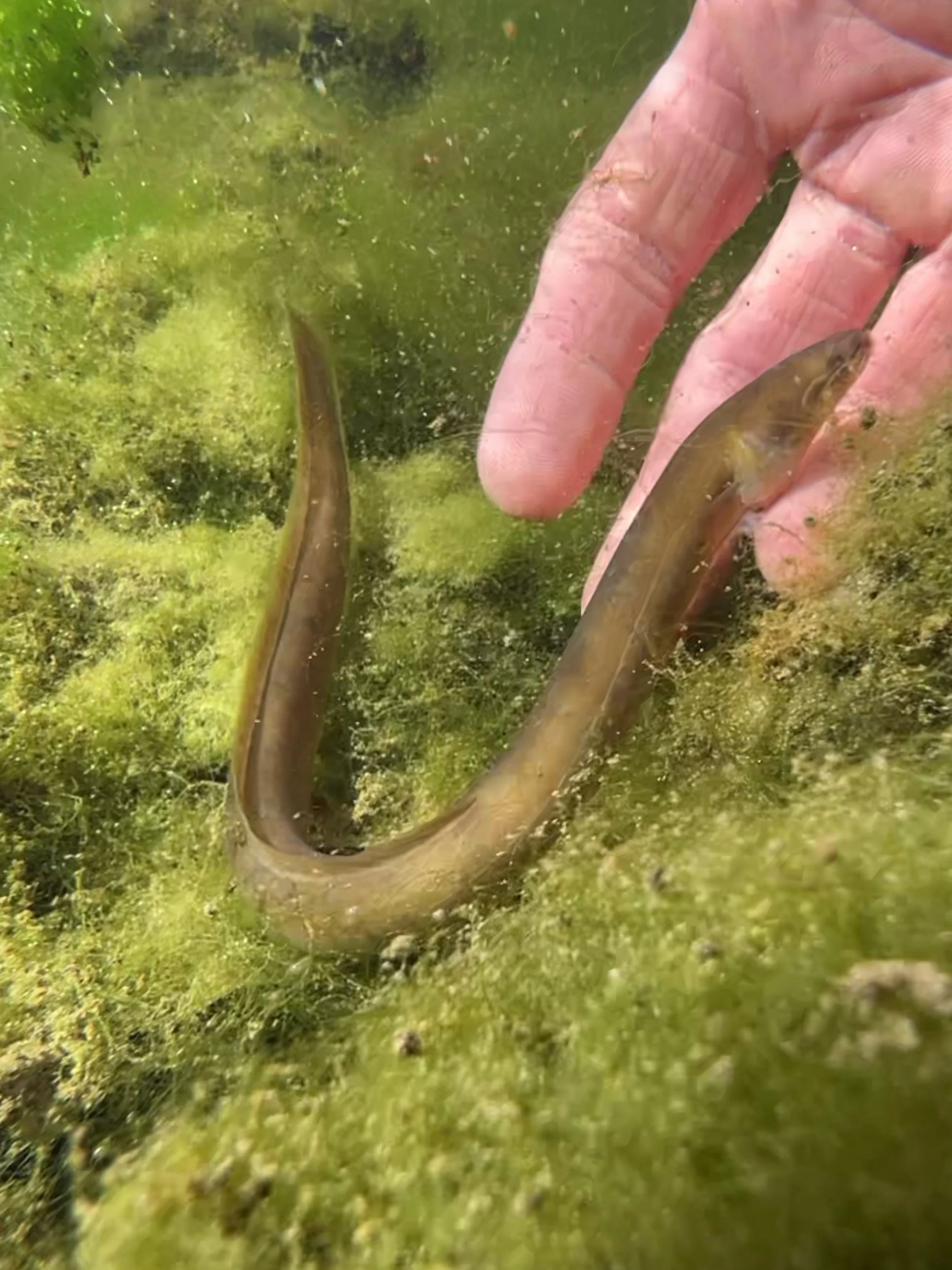 Hand holding a small fish underwater in a green, mossy environment.