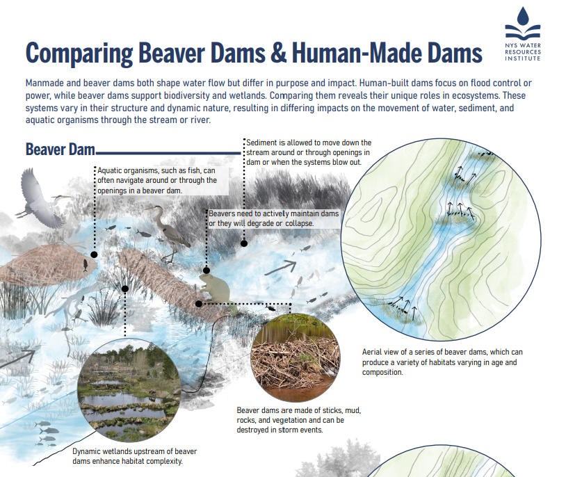Diagram comparing beaver dams and human-made dams, showing aquatic organisms, sediment flow, and habitat impacts.