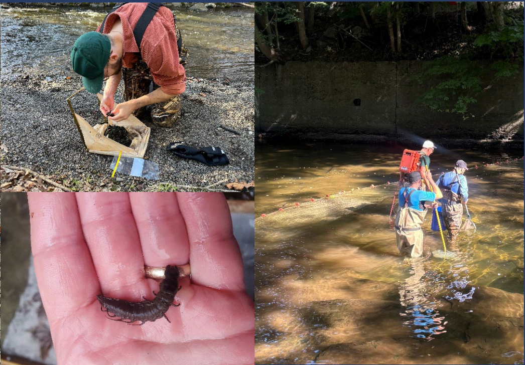 Top left: Person in outdoor gear examining a box near a creek. Top right: Three people wading in a shallow creek with tools, possibly for environmental work. Bottom left: Close-up of a hand holding a large black millipede.