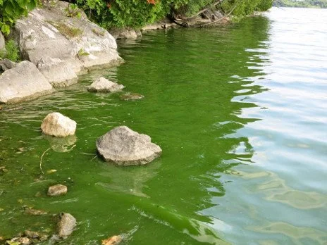 Green algae or aquatic vegetation along the shoreline of a body of water with rocks and trees at the edge.