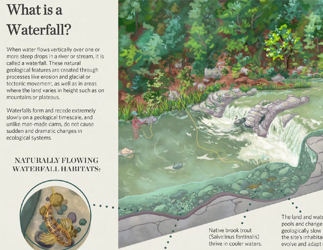 Illustration of a waterfall with a person fishing in the river, surrounded by lush green trees and rocks, with a diagram showing the habitat of native brook trout.