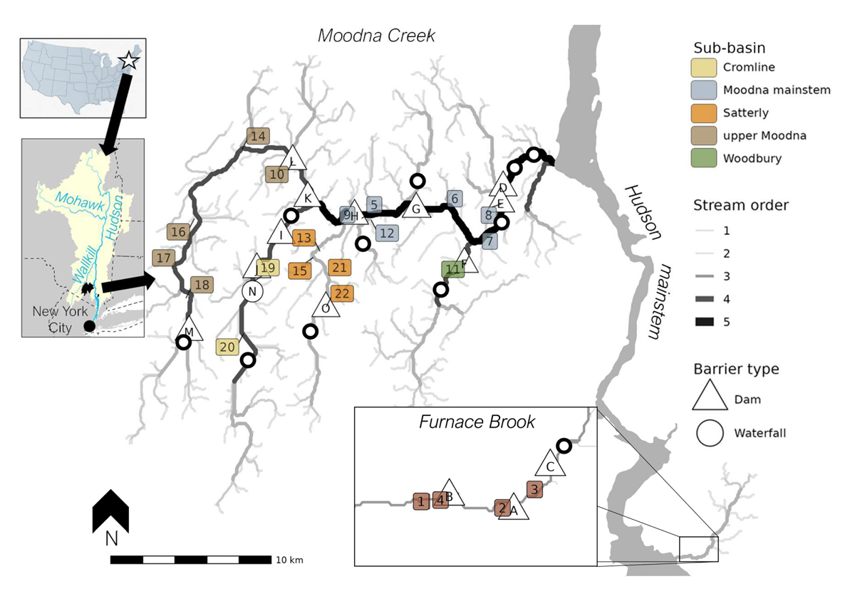 Map of the Moodna Creek watershed showing sub-basins, stream order, and barrier types with locations of dams and waterfalls, includes inset maps of New York City, Mohawk River, and Furnace Brook.