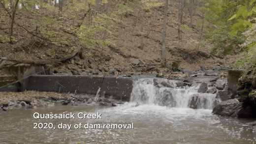 A small dam with water flowing over it in Quasquack Creek during dam removal in 2020.