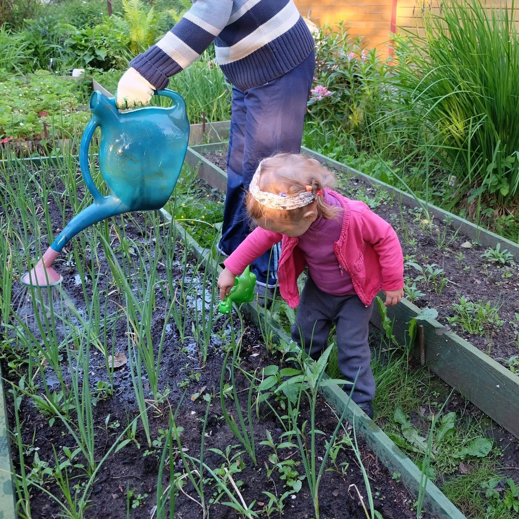 A child and an adult gardening in a vegetable bed. The child is wearing a pink jacket and has a headband, while the adult is wearing a striped sweater and gloves. The adult is watering the plants with a blue watering can.