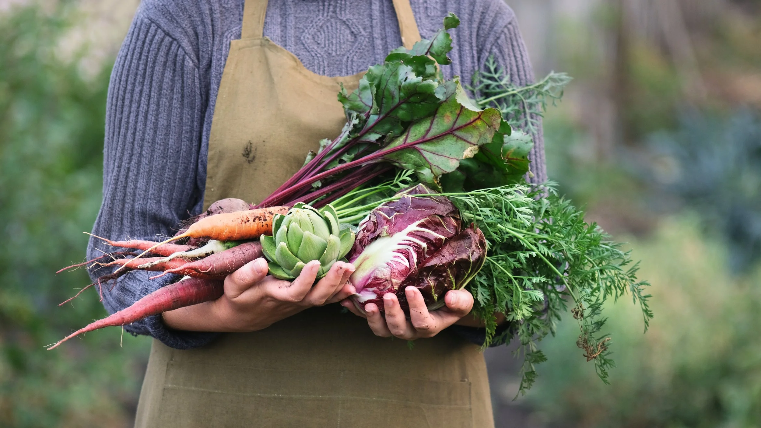 Person harvesting fresh vegetables from a school garden.