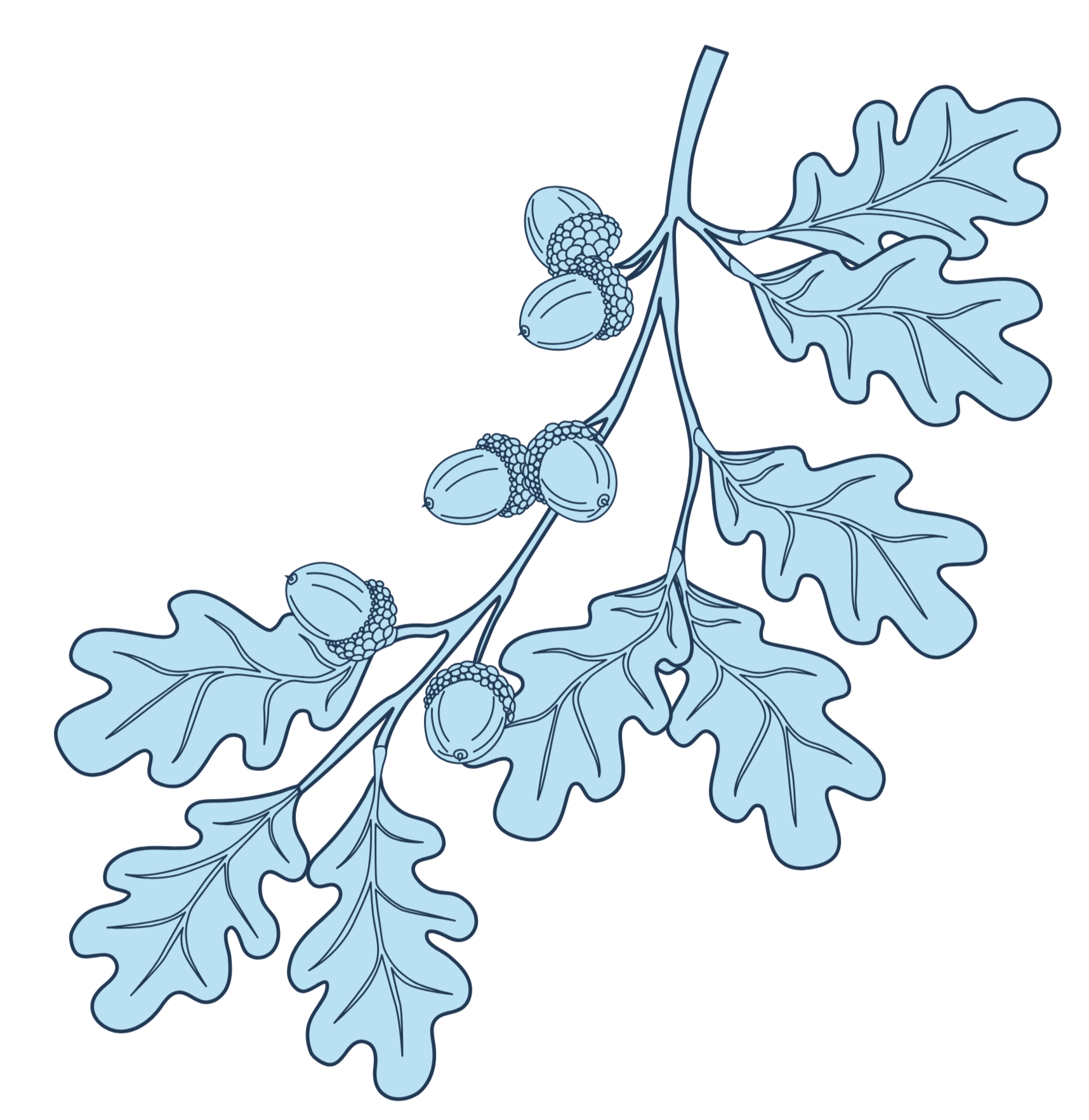 Illustration of oak branches with leaves and acorns in blue tones on a black background.
