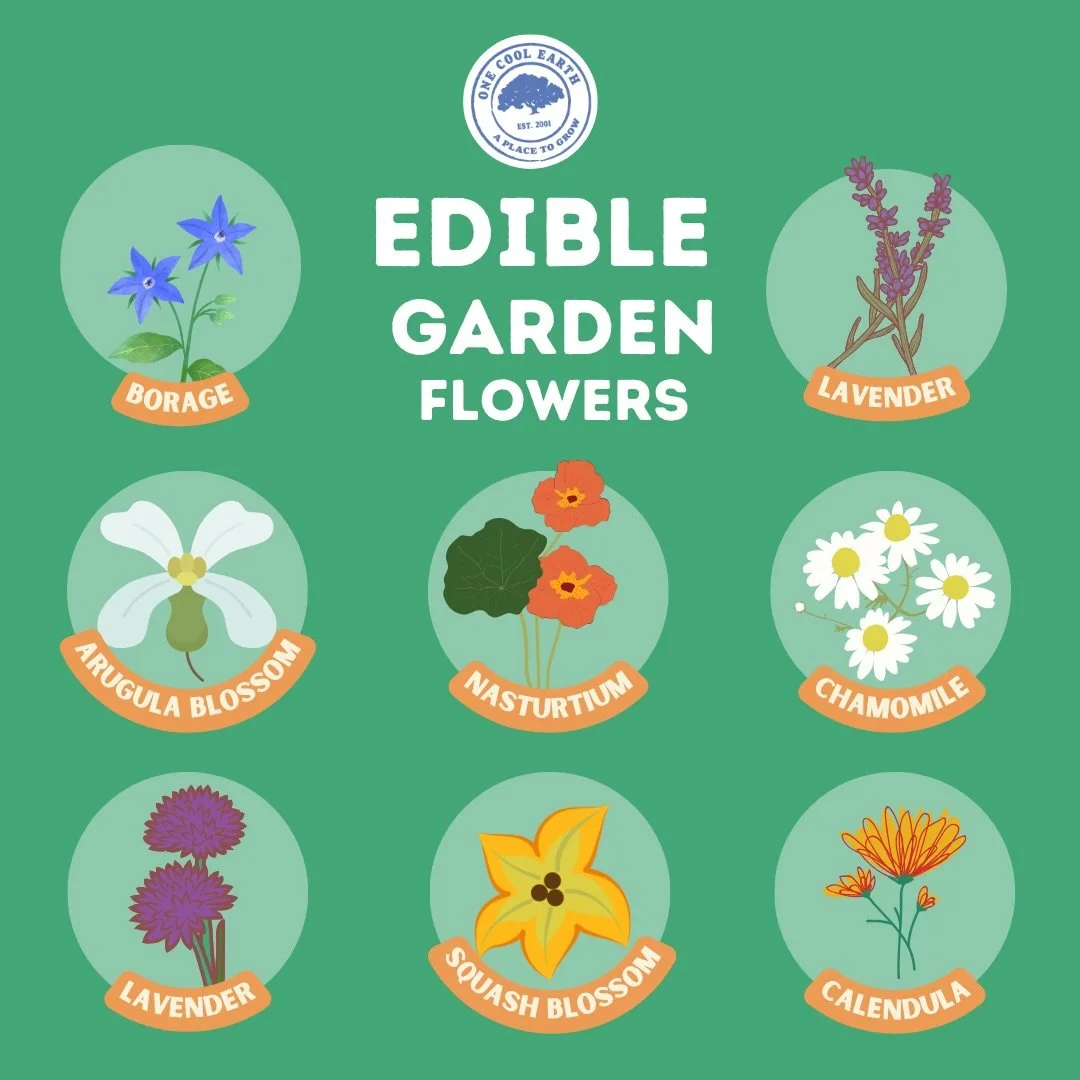 Did you know that some of your favorite garden flowers are edible?

From peppery nasturtiums to delicate borage blossom, edible flowers are a fun way to get kids excited about what grows in the garden. Sprinkle them on salads (or cookies), freeze the