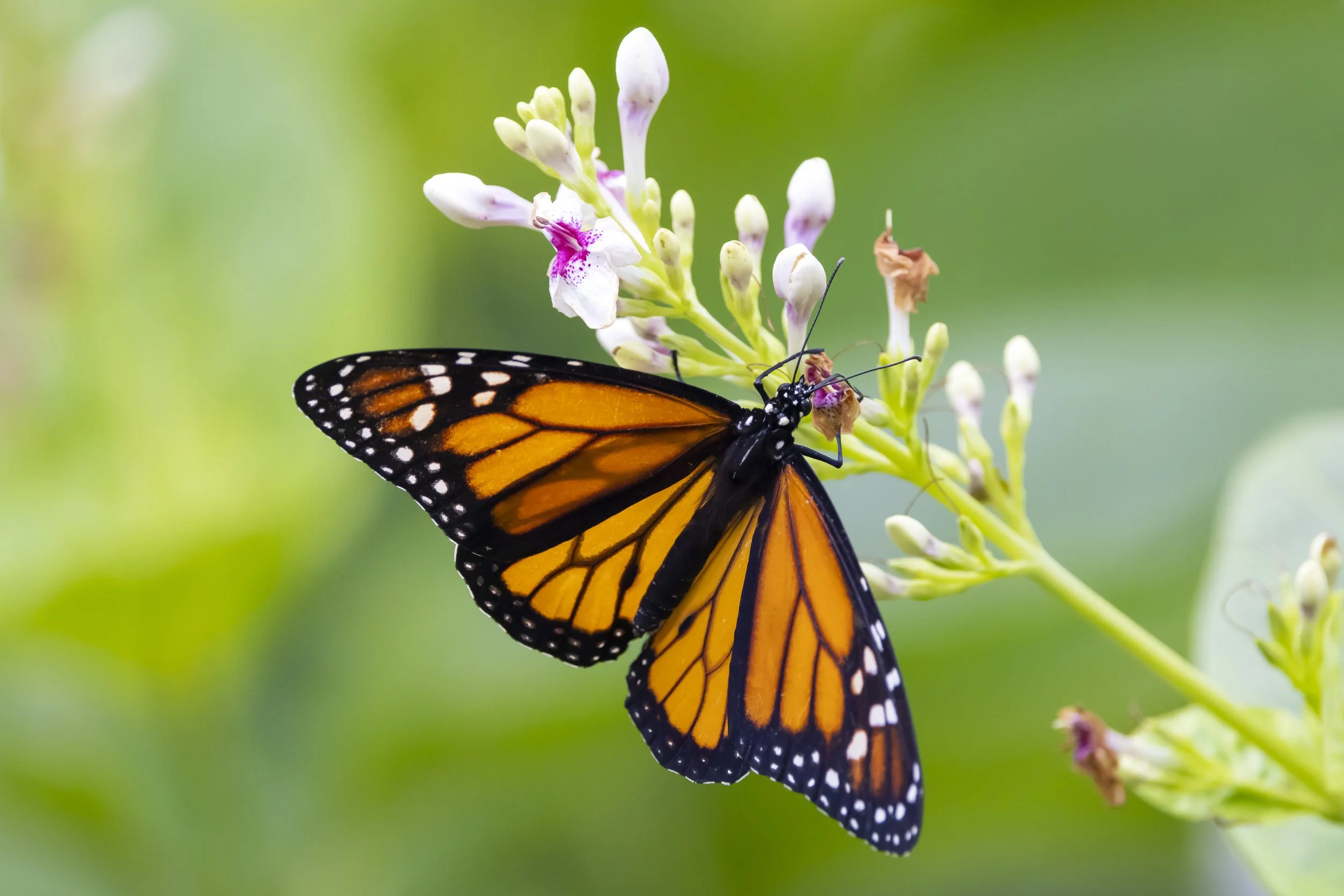 Monarch butterfly on a flower.
