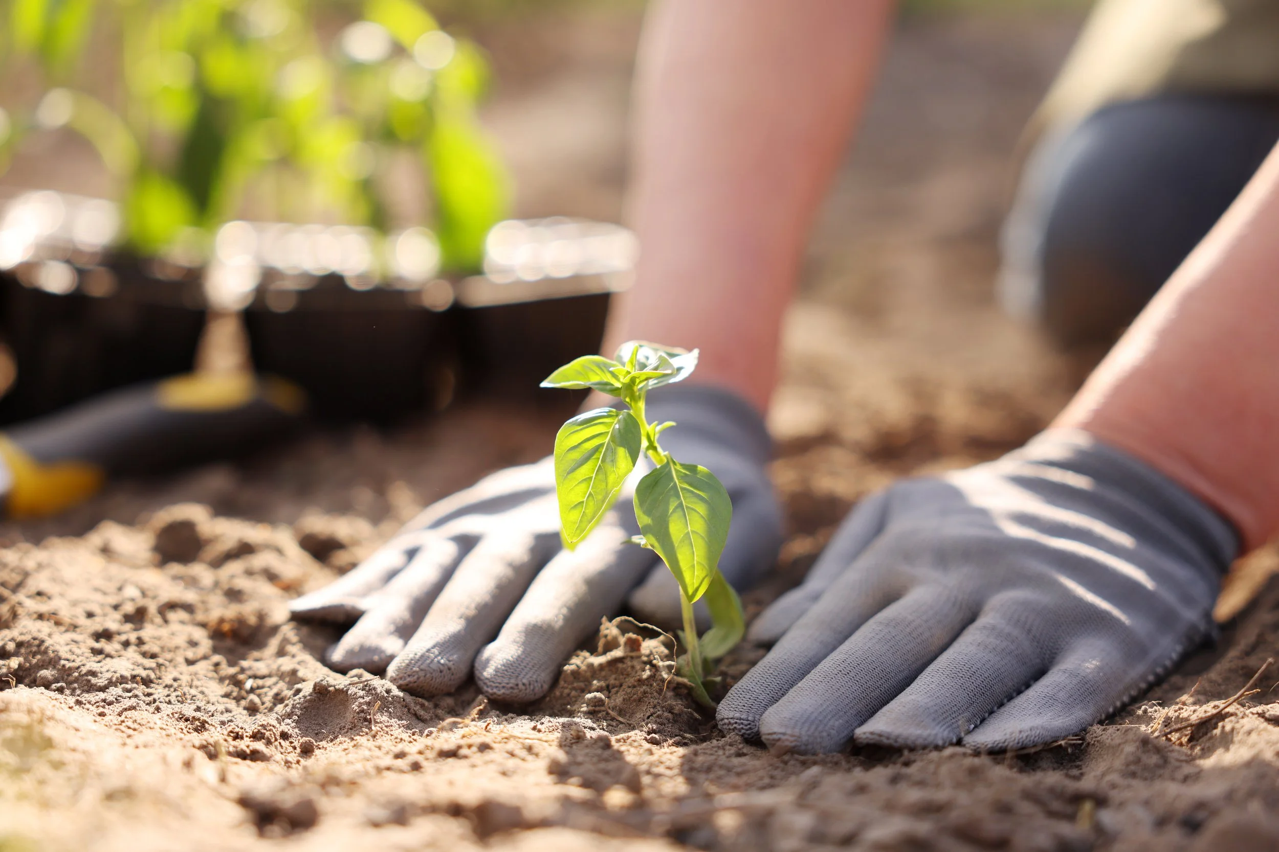 Planting in a garden.