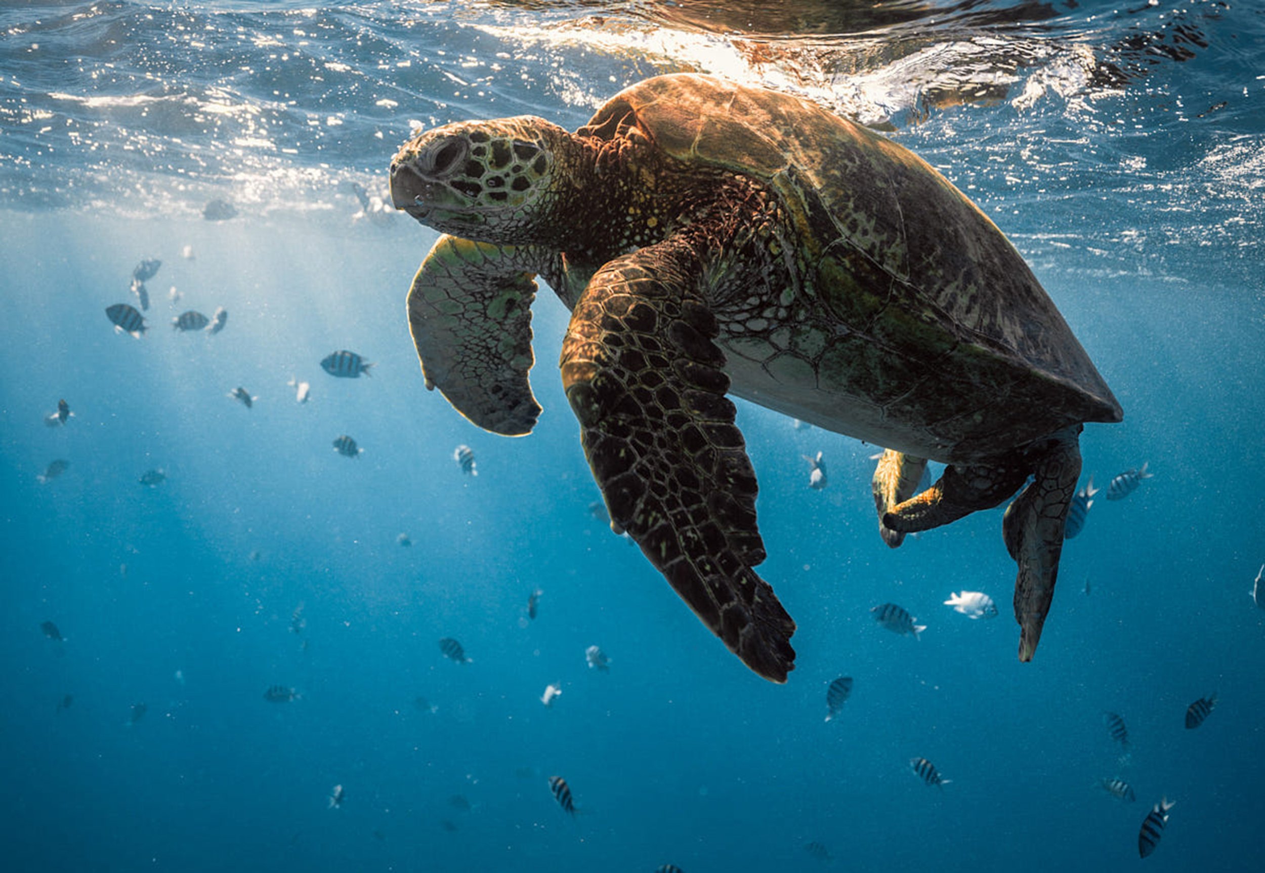 Turtle in the ocean