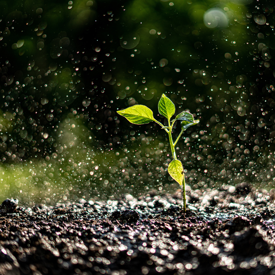 Rain on a sprout.