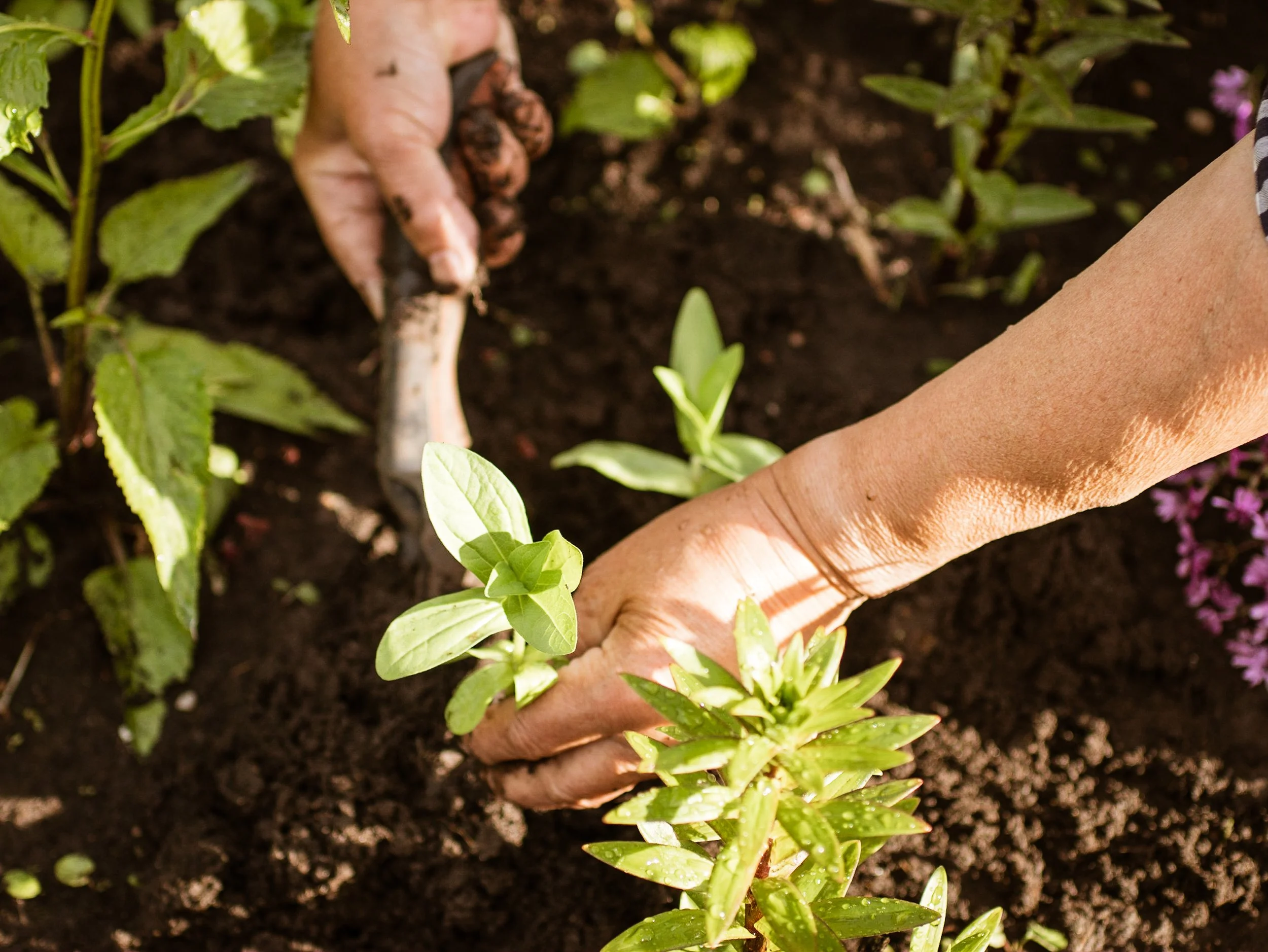 Person gardening at a school.