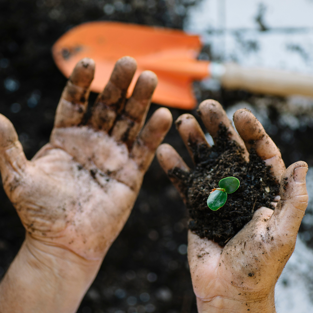 Kids hands in soil.