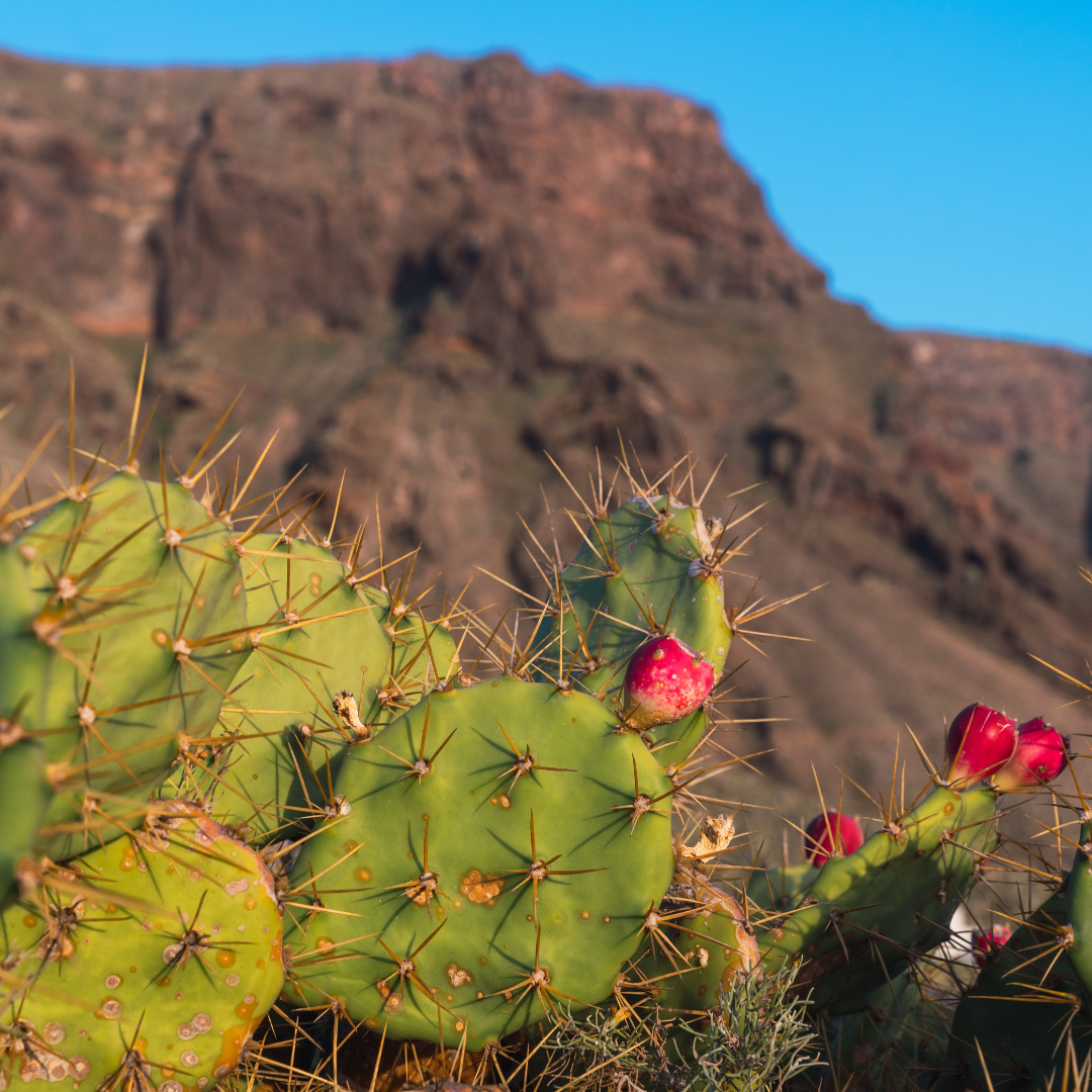 Cactus in a desert.