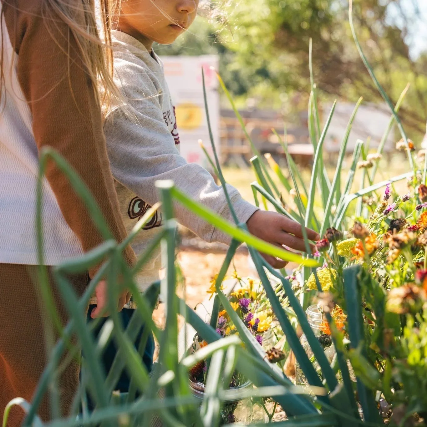 Child picking flowers in a garden on a sunny day.