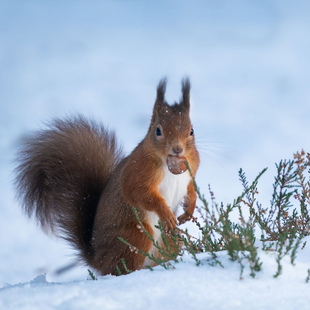 Squirl in snow with food in mouth.