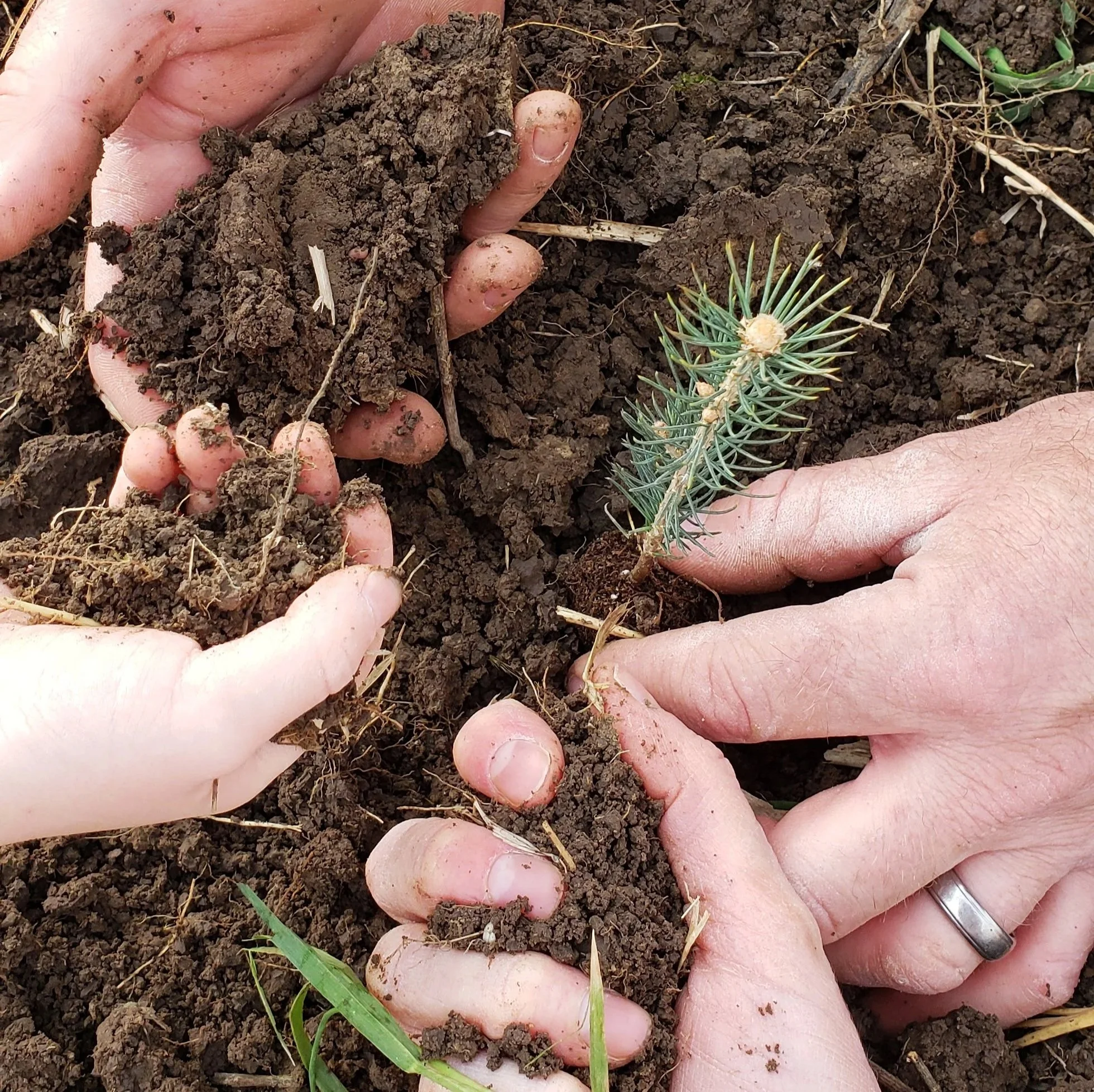Root &amp; Soil Restoration