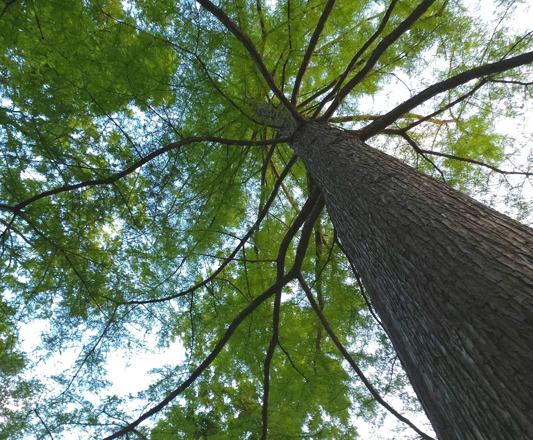 Canopy &amp; Habitat Expansion