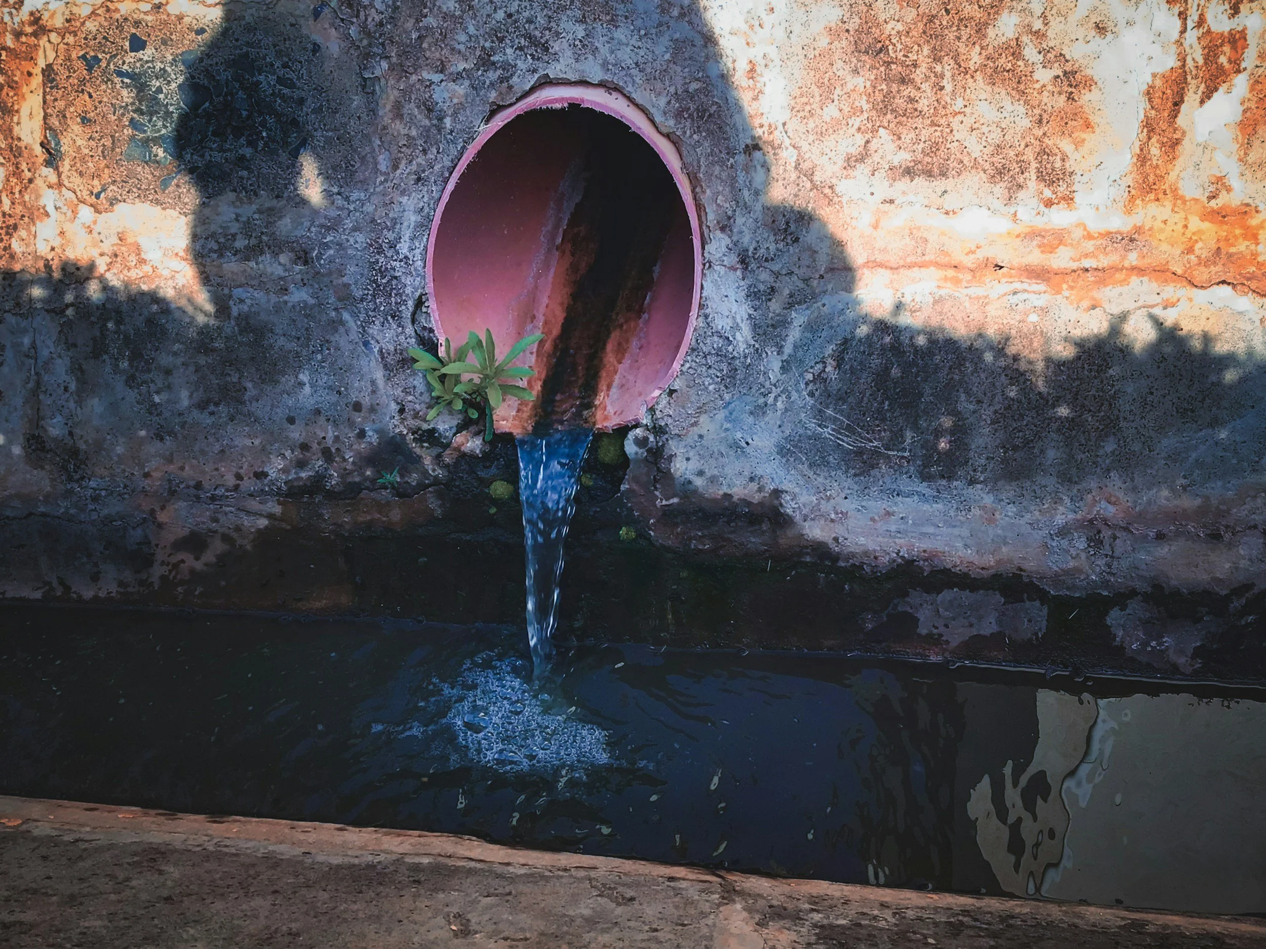 A small green plant growing near a pink pipe embedded in a rough, rusty brick wall. Water is flowing out of the pipe into a dark pool below.