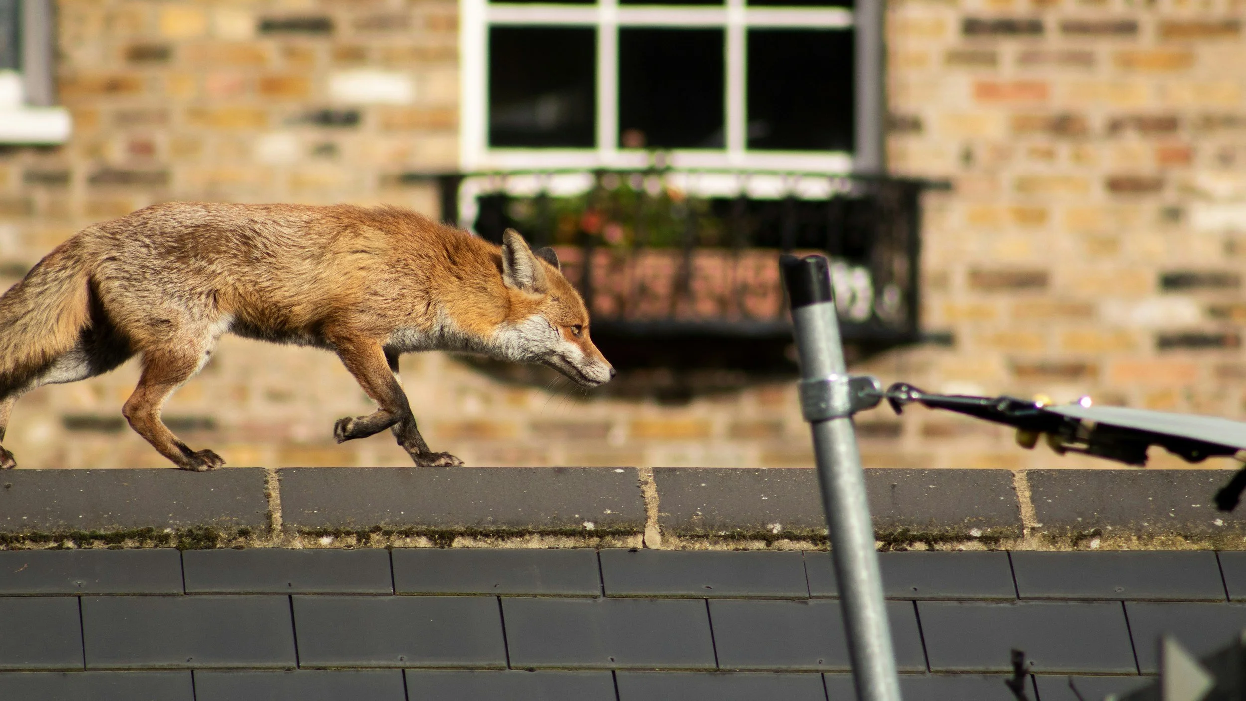 A fox walking along a ledge outdoor with a brick house and window in background.