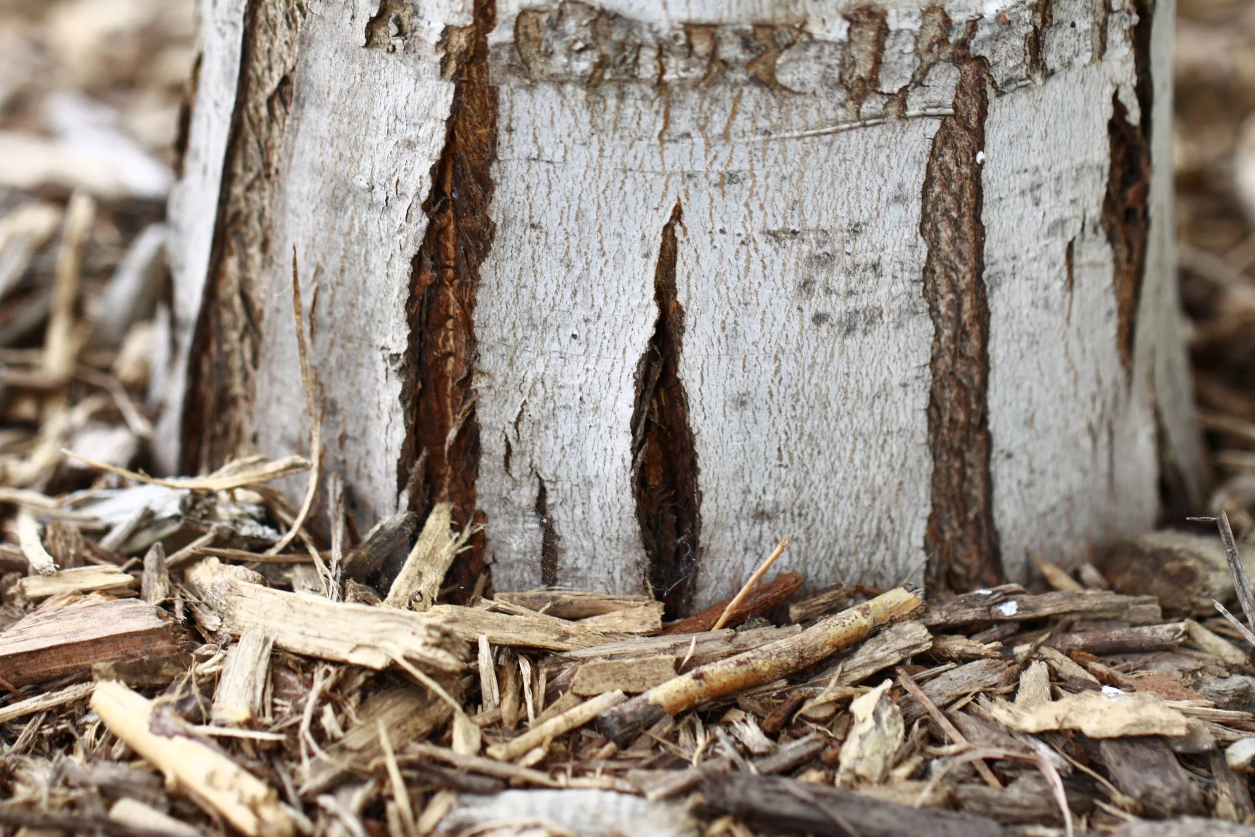 Close-up of a tree trunk with bark peeling off, surrounded by wood chips and debris on the ground.