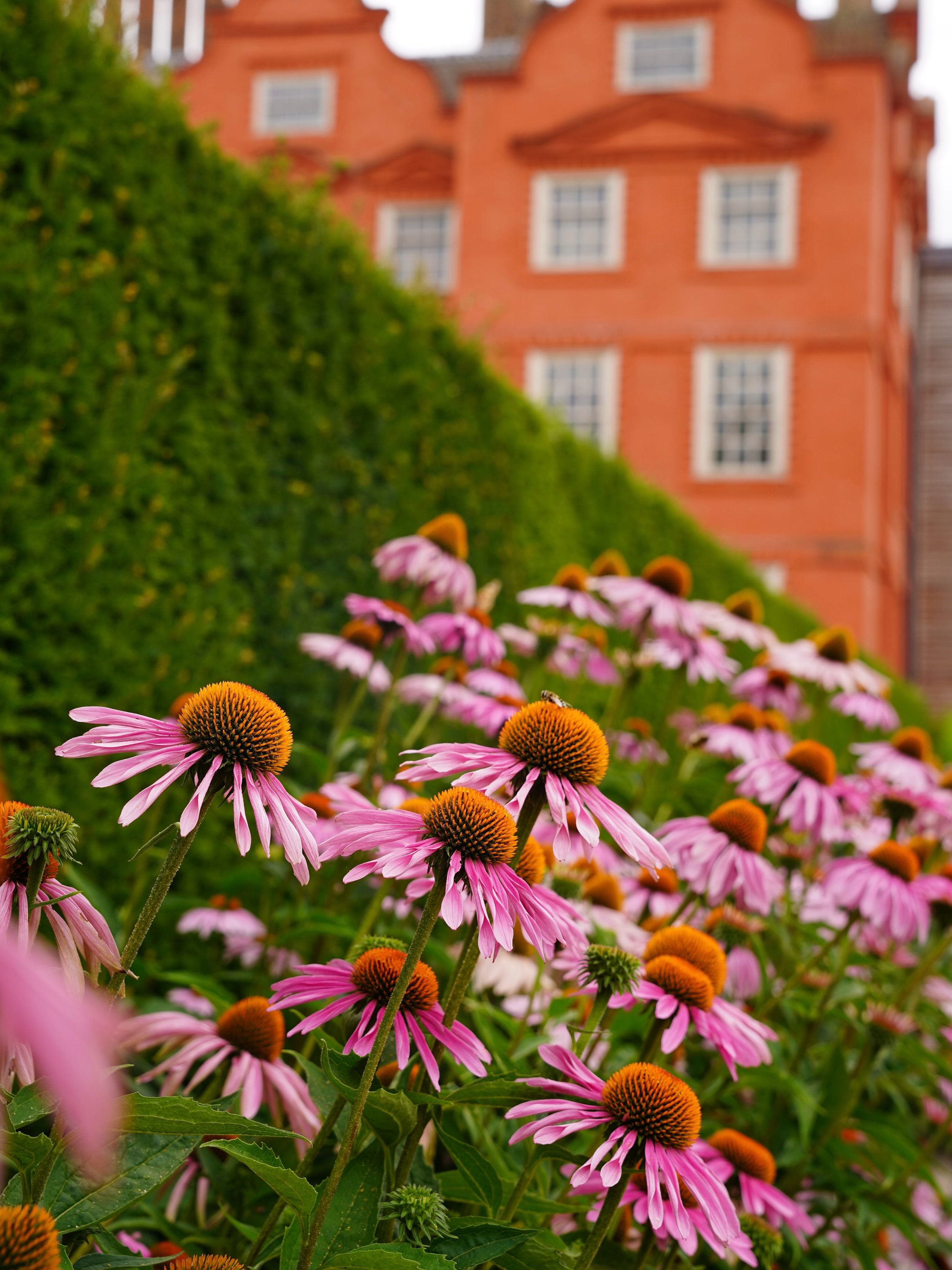 A striking border of vibrant echinacea at @kewpalace from my visit last week. Full of pollinators and such an array of colour #echinacea #flower