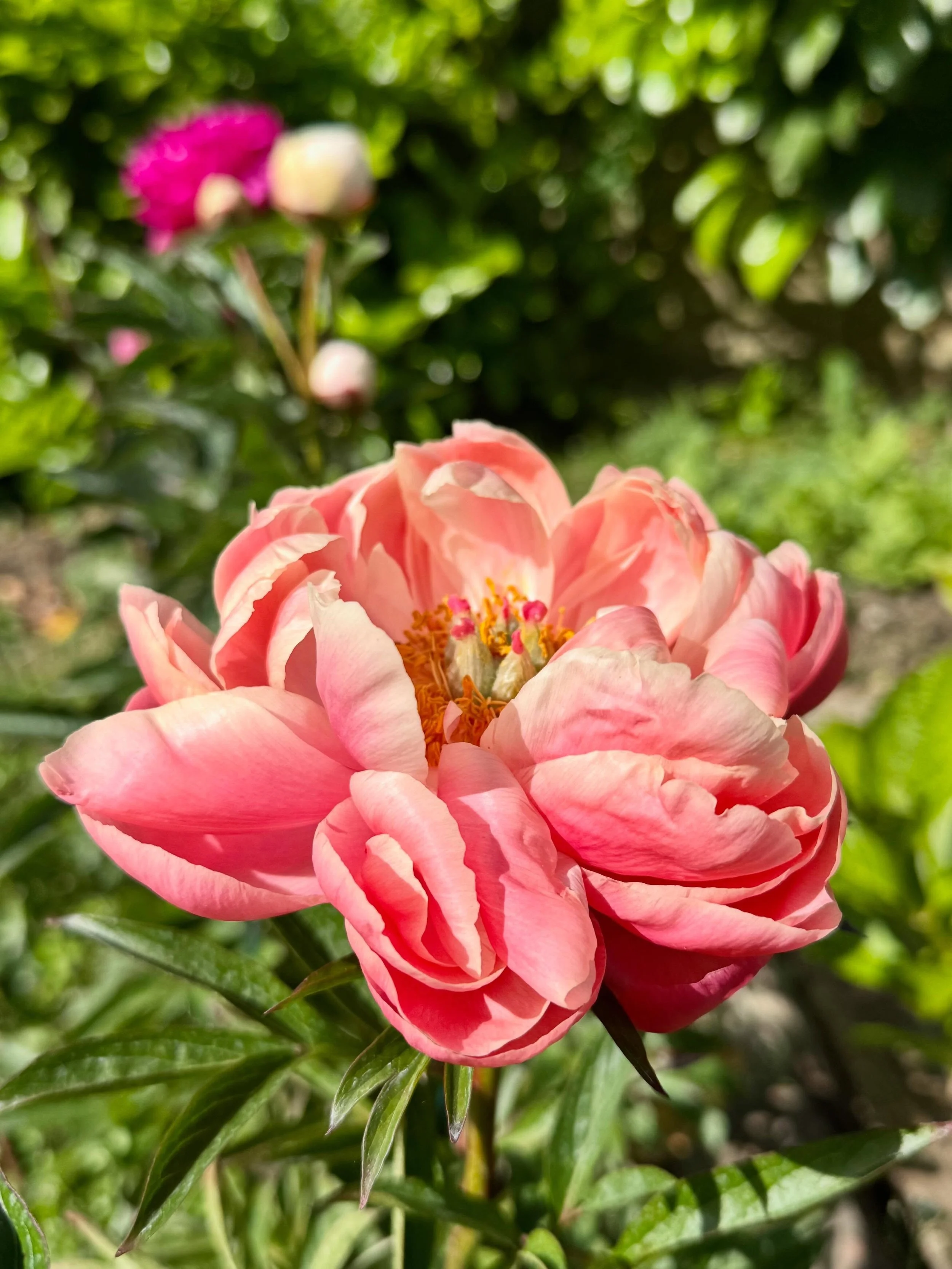 I moved these peonies from full shade into full sun as they weren&rsquo;t performing well for years &amp; fully expected them not to survive. Turns out all you need is a bit of sun! 🌞
