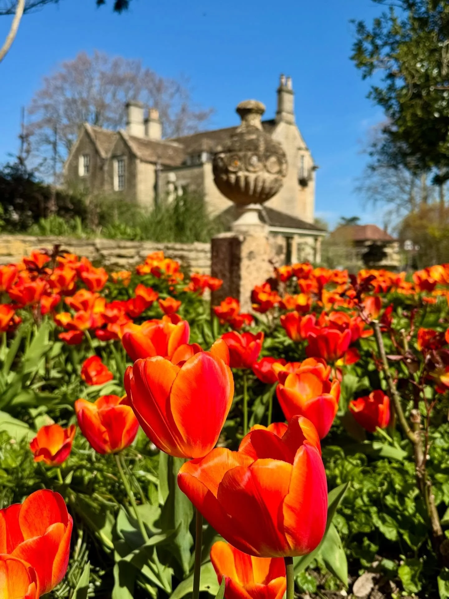 Tulips basking in the sun🌷 A rare gem of a garden at @thecourtsgardennt today, which is maintained by very dedicated volunteers. A beautiful array of colours against the blue sky #garden #gardens #tulips