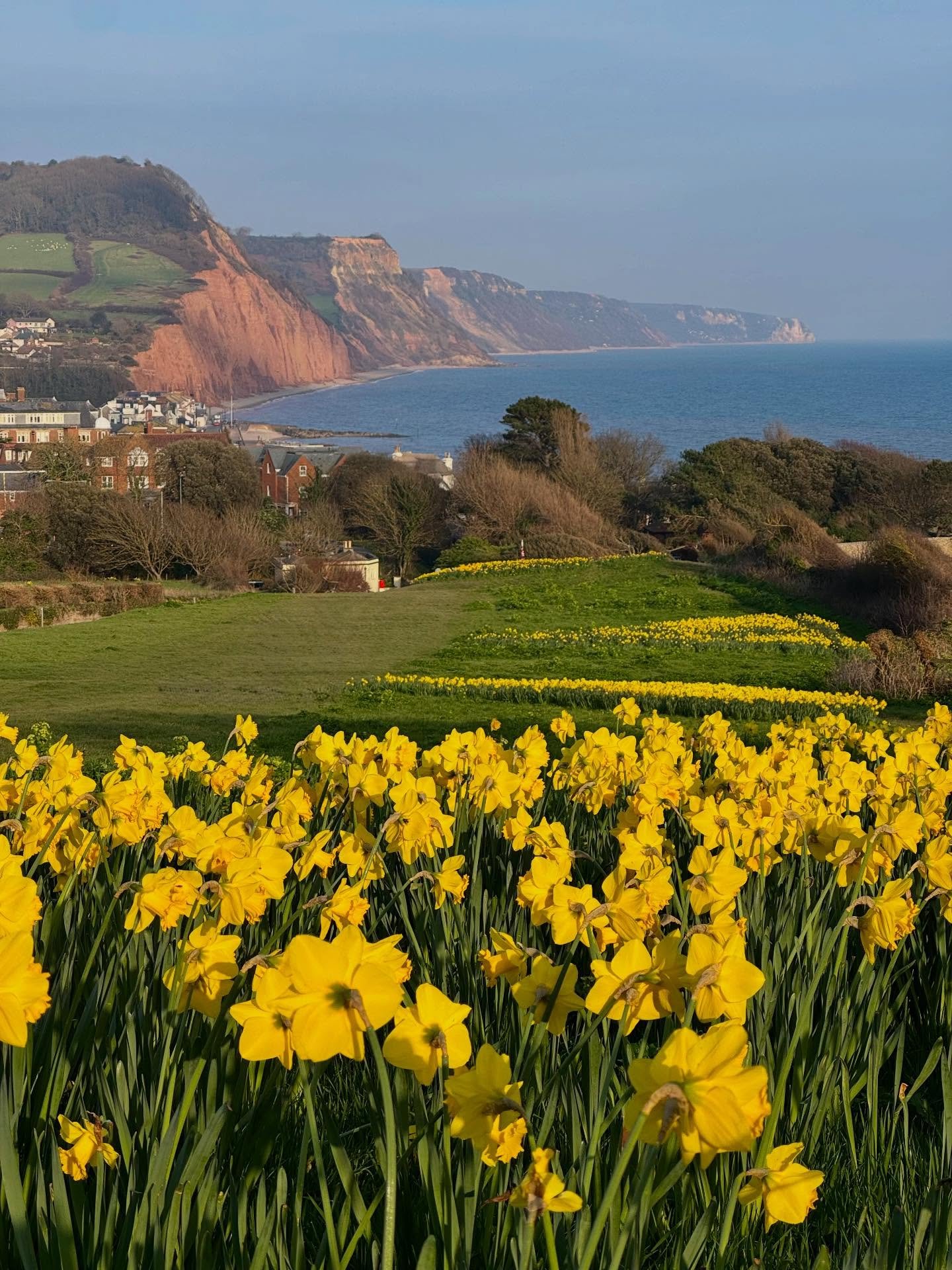 Thousands of daffodils are in bloom in Sidmouth! #daffodils #sidmouth