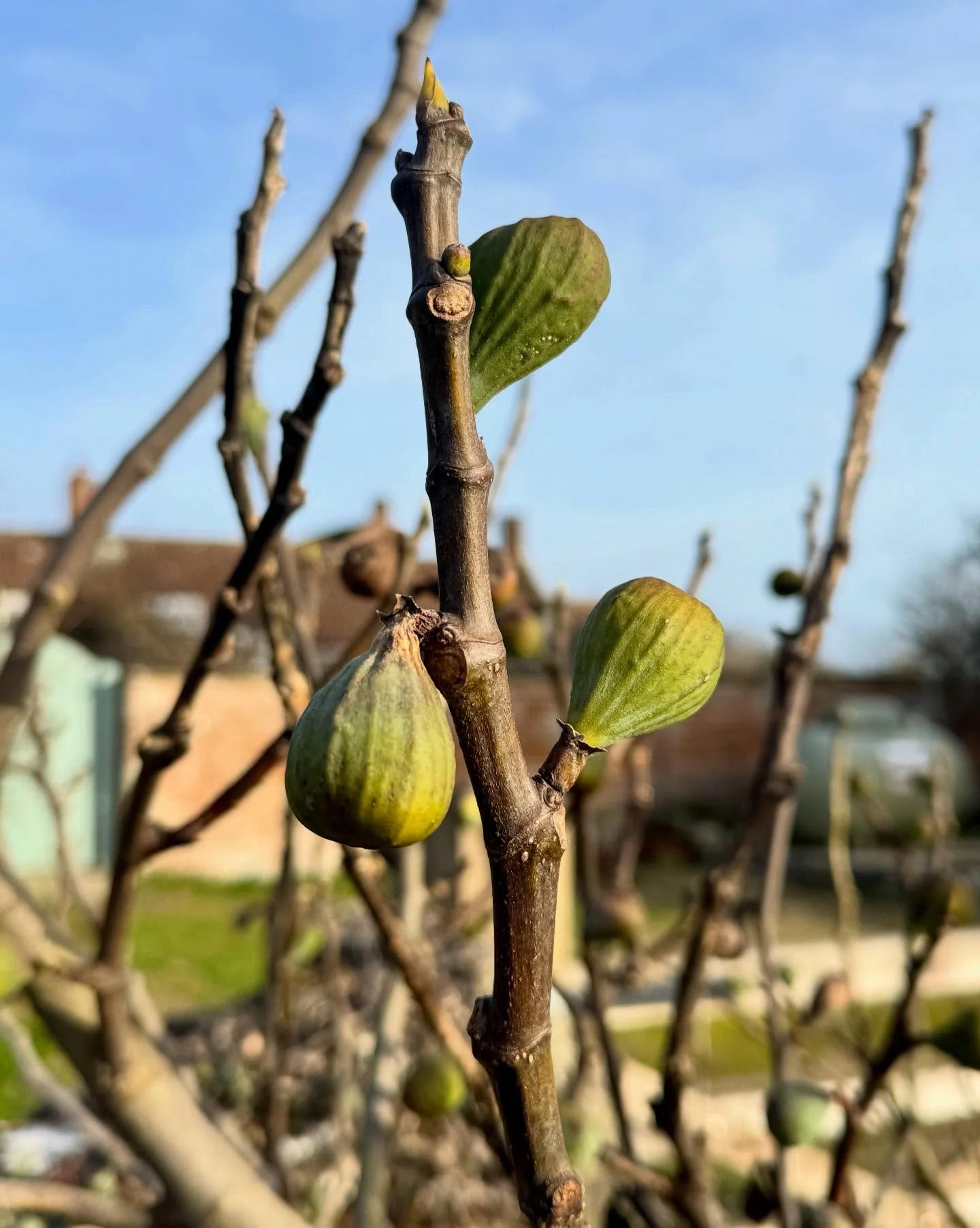 Figs! Curious how nature produces these (Ficus carica), plus a pic of the cherry blossom on the tree 🌸 #fig #blossom