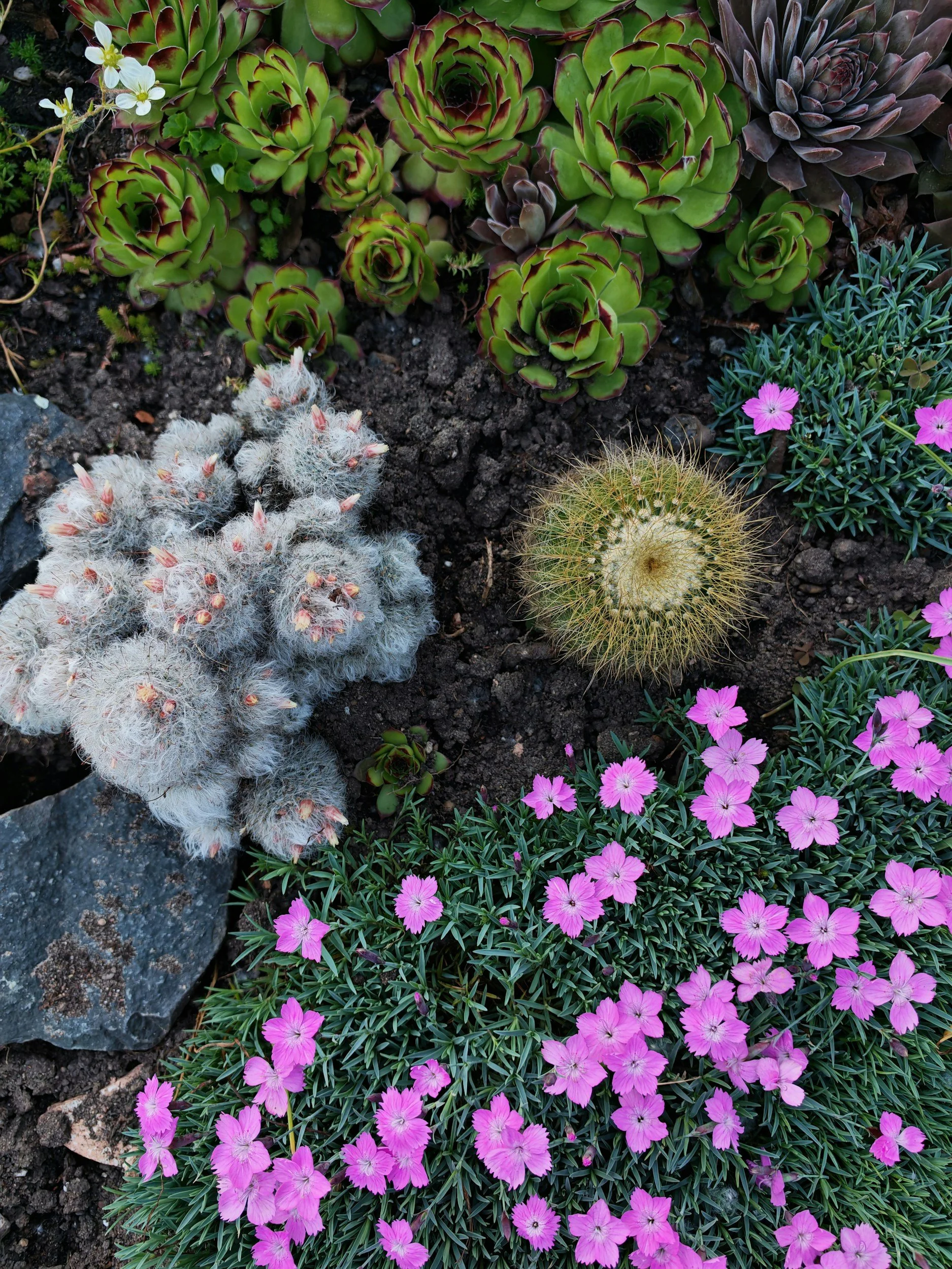 Bunte Sukkulenten und Pinkfarben blühende Blumen in einem Garten