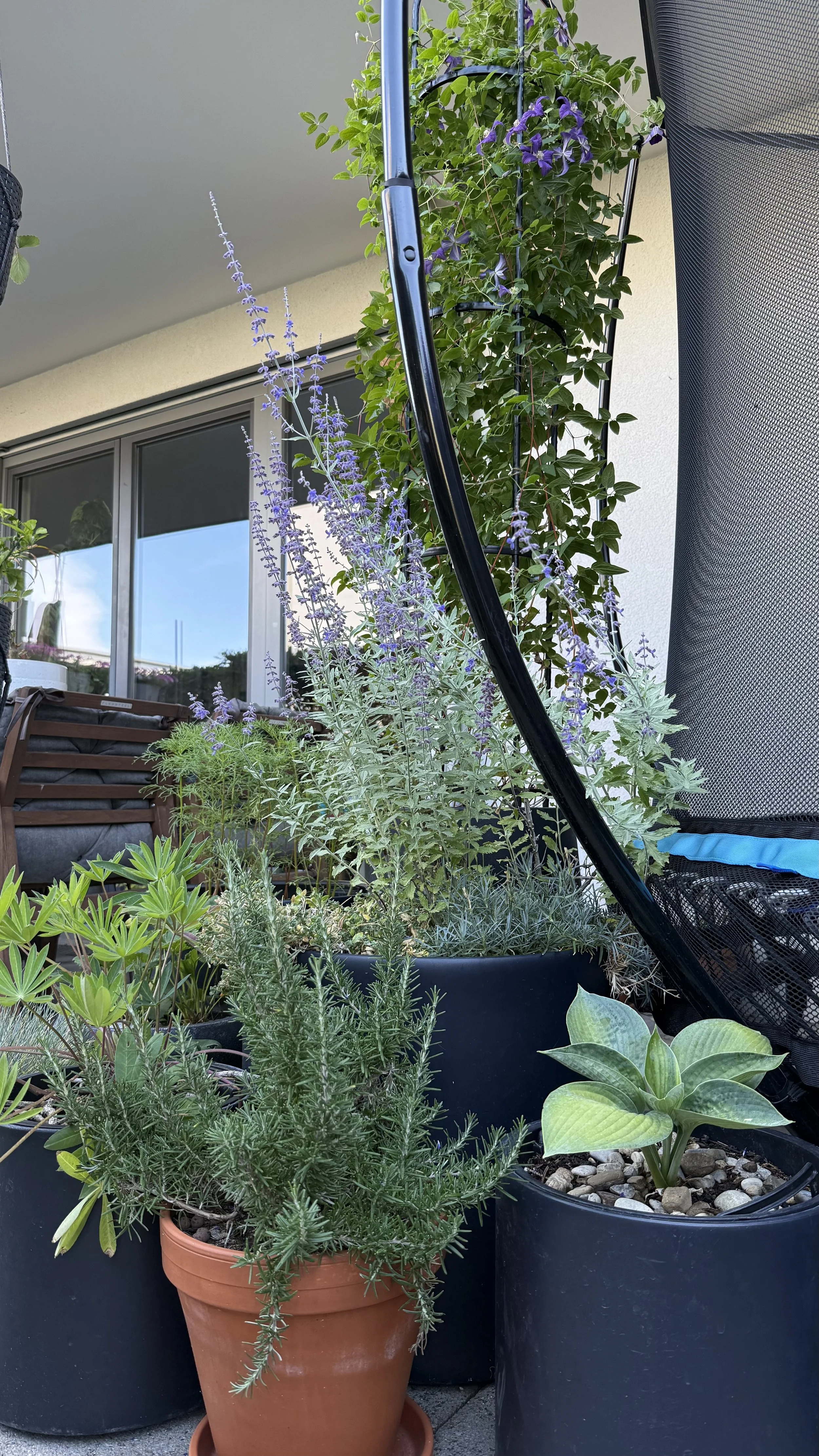 Bunte Topfpflanzen mit verschiedenen grünen Blättern und blühenden Pflanzen auf einem Balkon.
