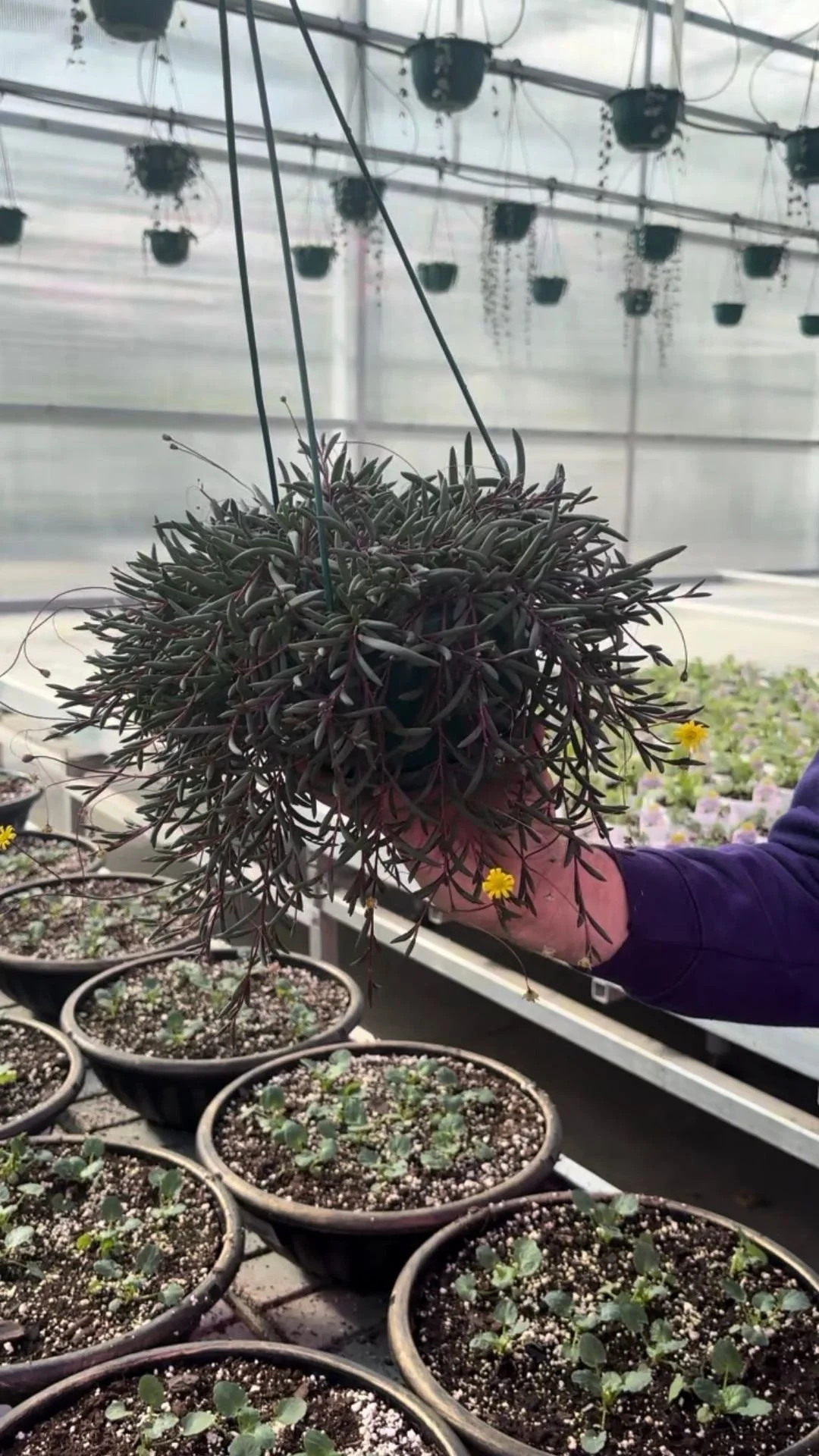 A person holding a dark purple succulent plant with thin, spiky leaves in a greenhouse. Several small pots of young plants are visible on a table in the background, with a cloudy sky outside.