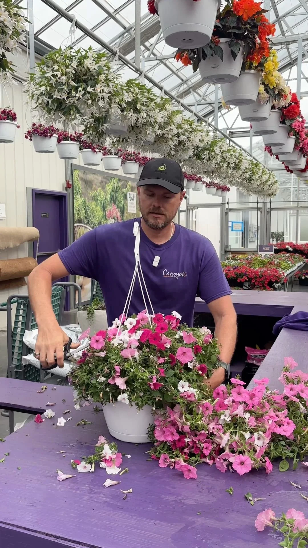 A man working with pink, white, and purple petunias in a white pot at a flower nursery or greenhouse.
